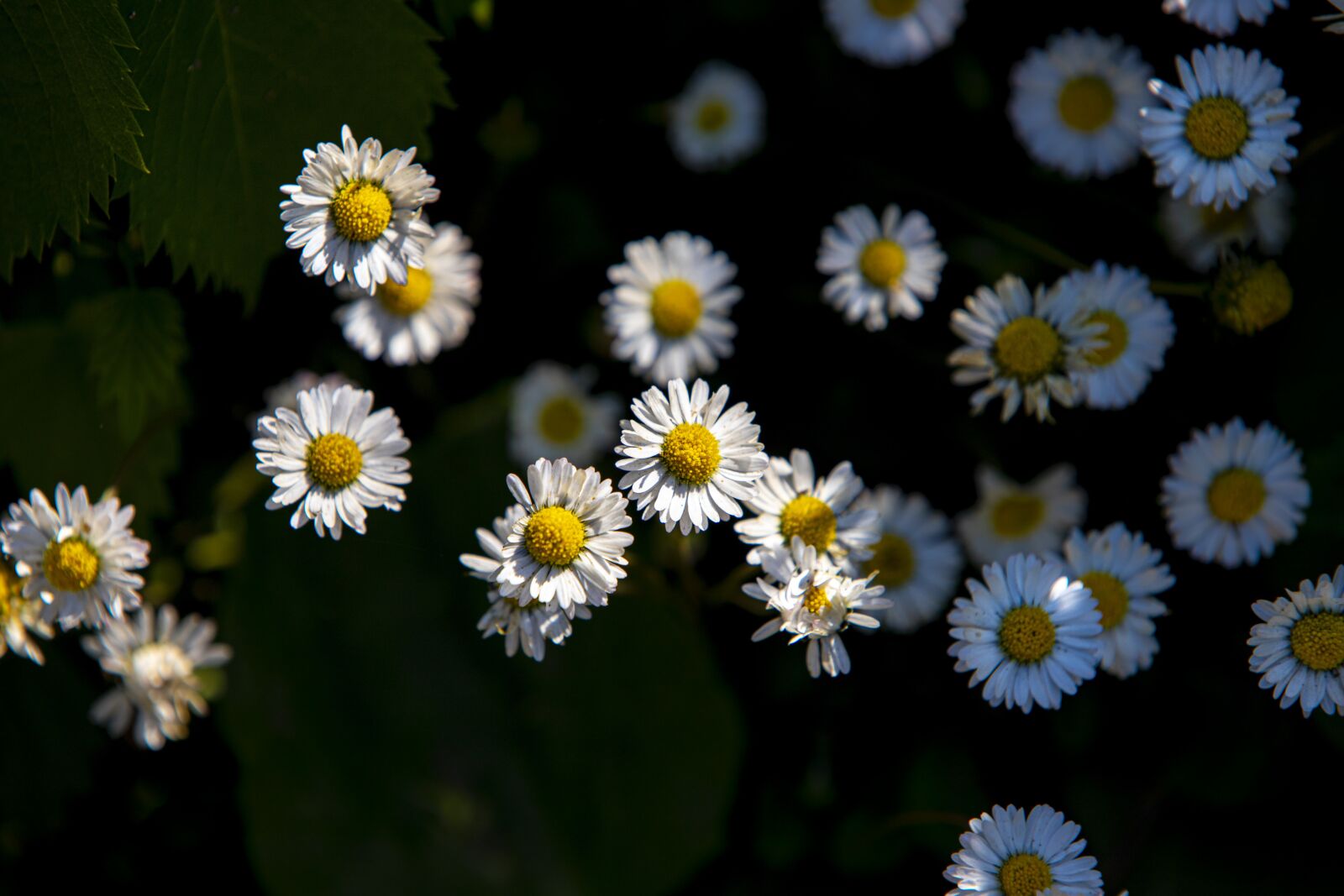 Sigma 70-200mm F2.8 EX DG OS HSM sample photo. Flowers, daisies, daisy photography
