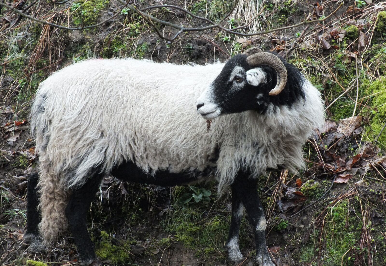 Fujifilm FinePix HS30EXR sample photo. Mammal, nature, sheep photography