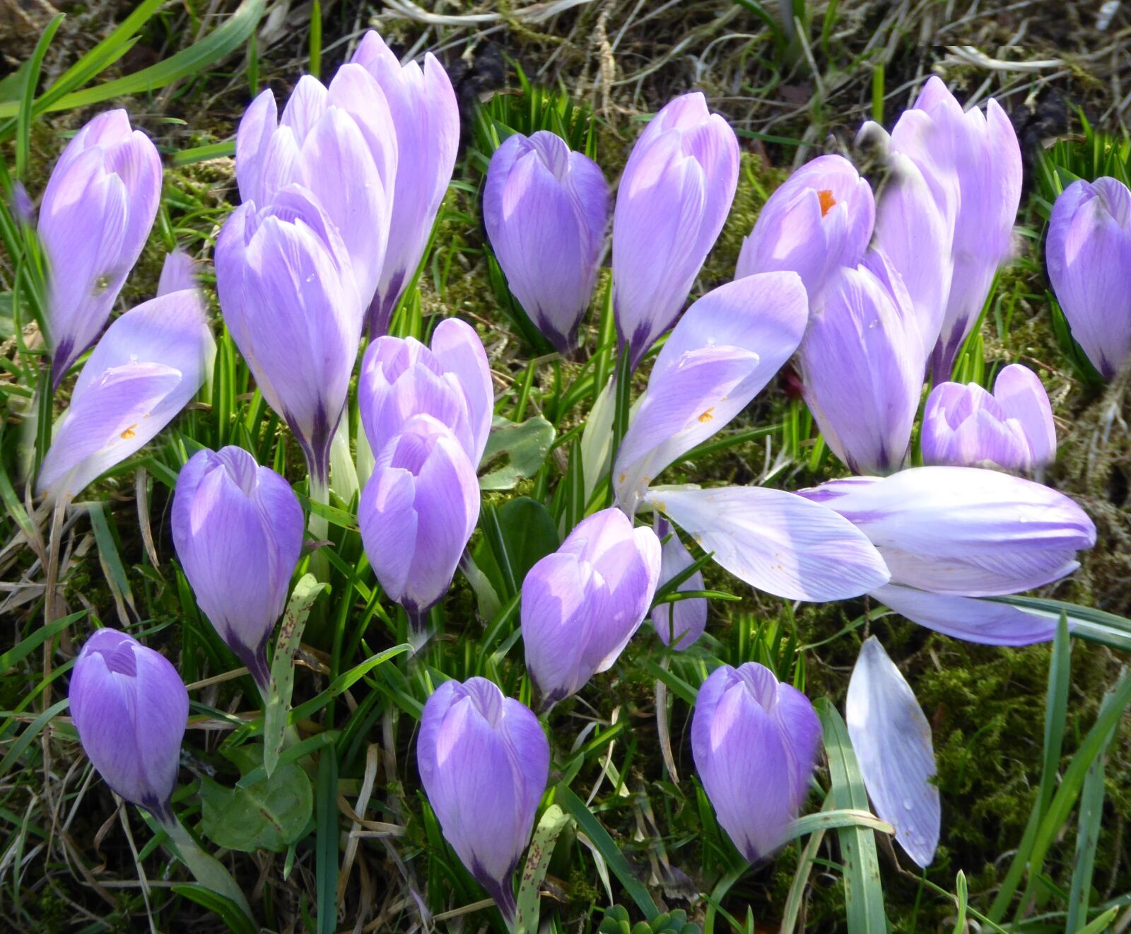 Panasonic DMC-TZ61 sample photo. Husum, spring flowers, crocus photography
