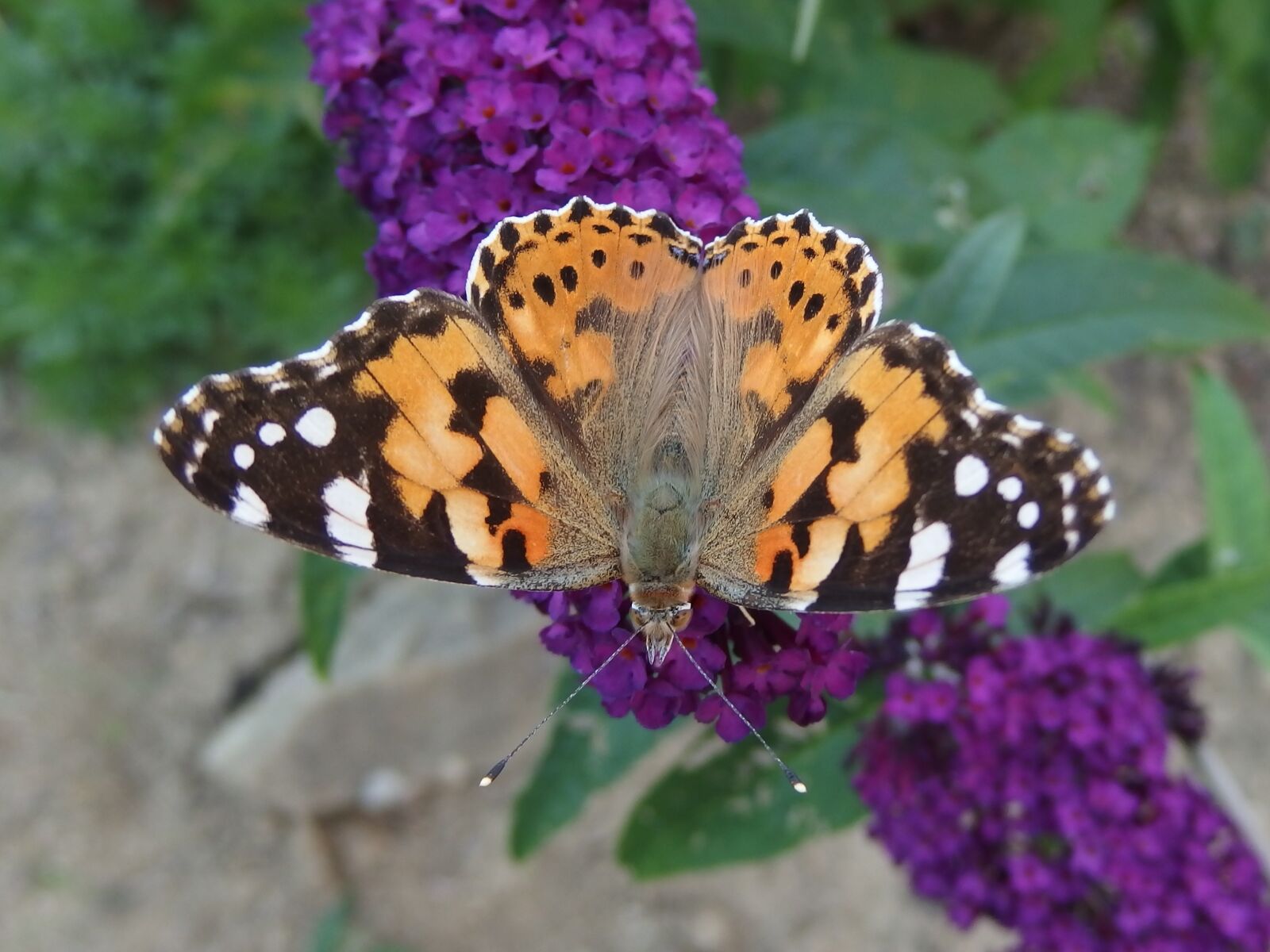 Olympus Stylus XZ-10 sample photo. The painted lady butterfly photography