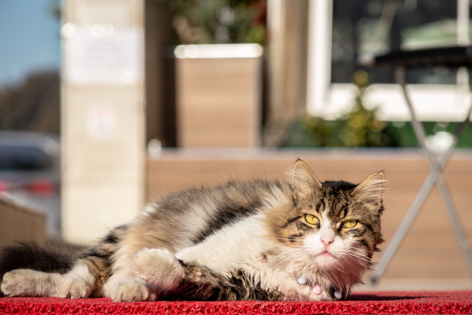 Canon EF75-300mm f/4-5.6 sample photo. Lovely, sun, cat photography