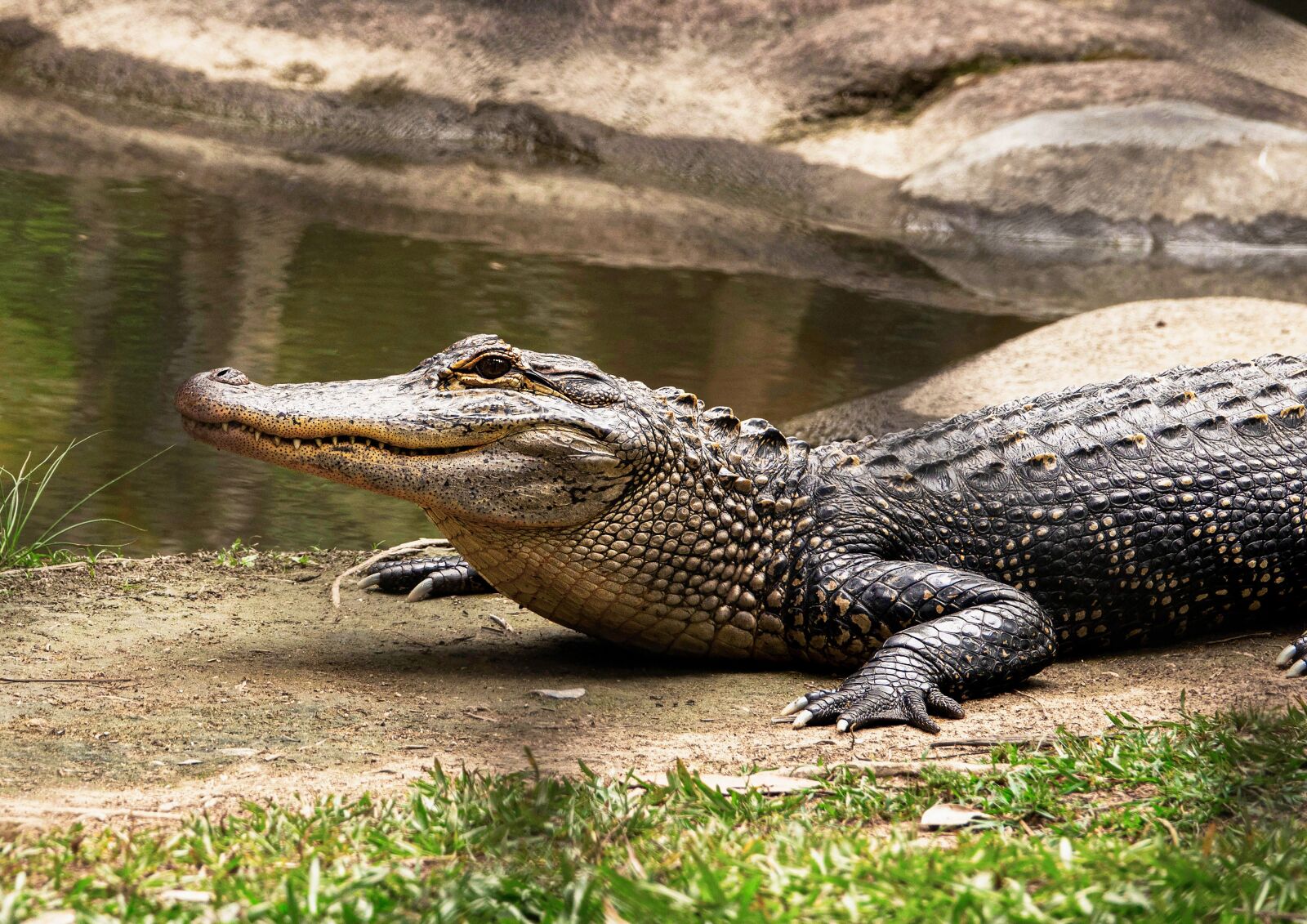 Sony Cyber-shot DSC-RX10 III sample photo. Crocodile, freshwater, australian photography