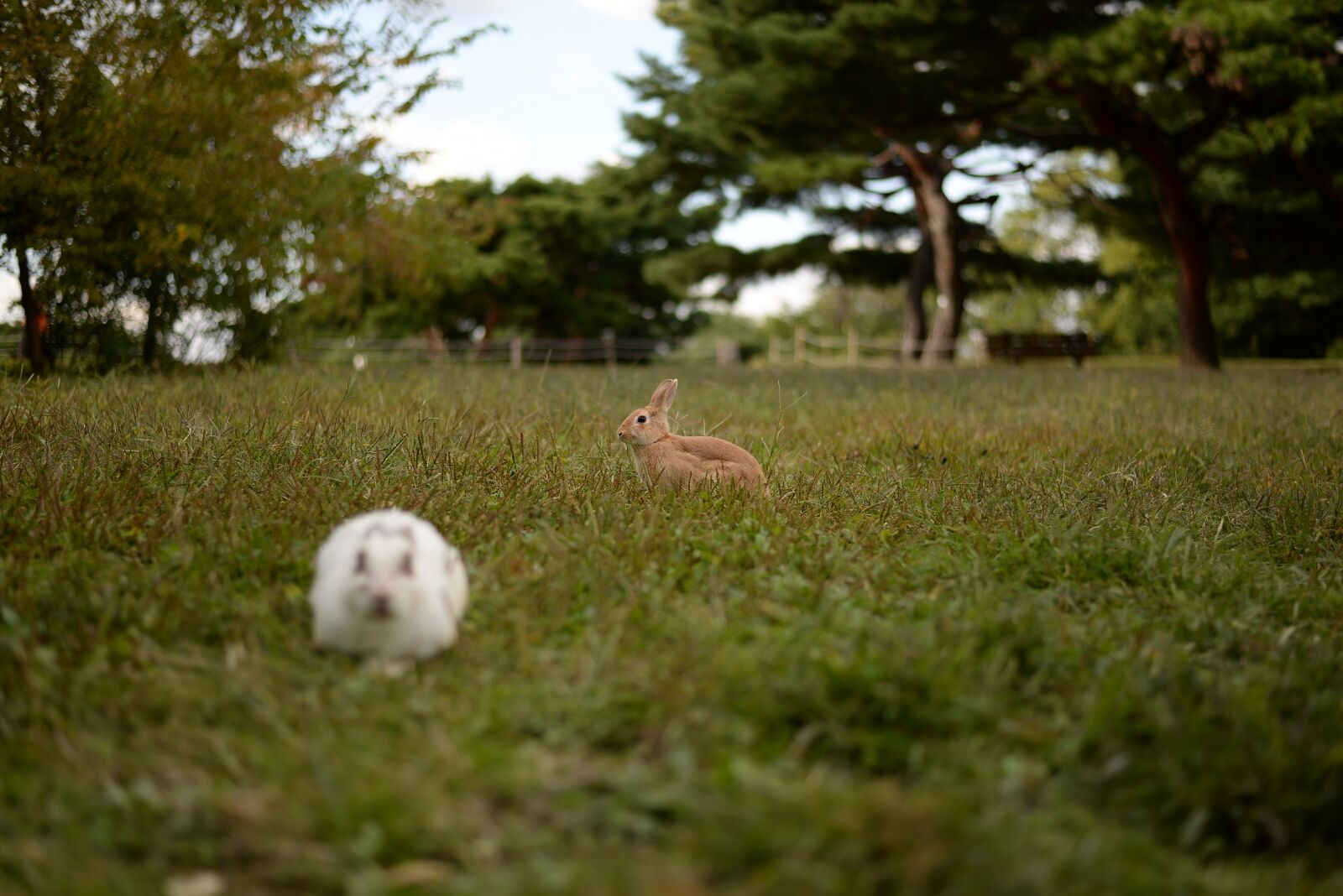 Nikon D610 sample photo. Rabbit, nature, pool photography
