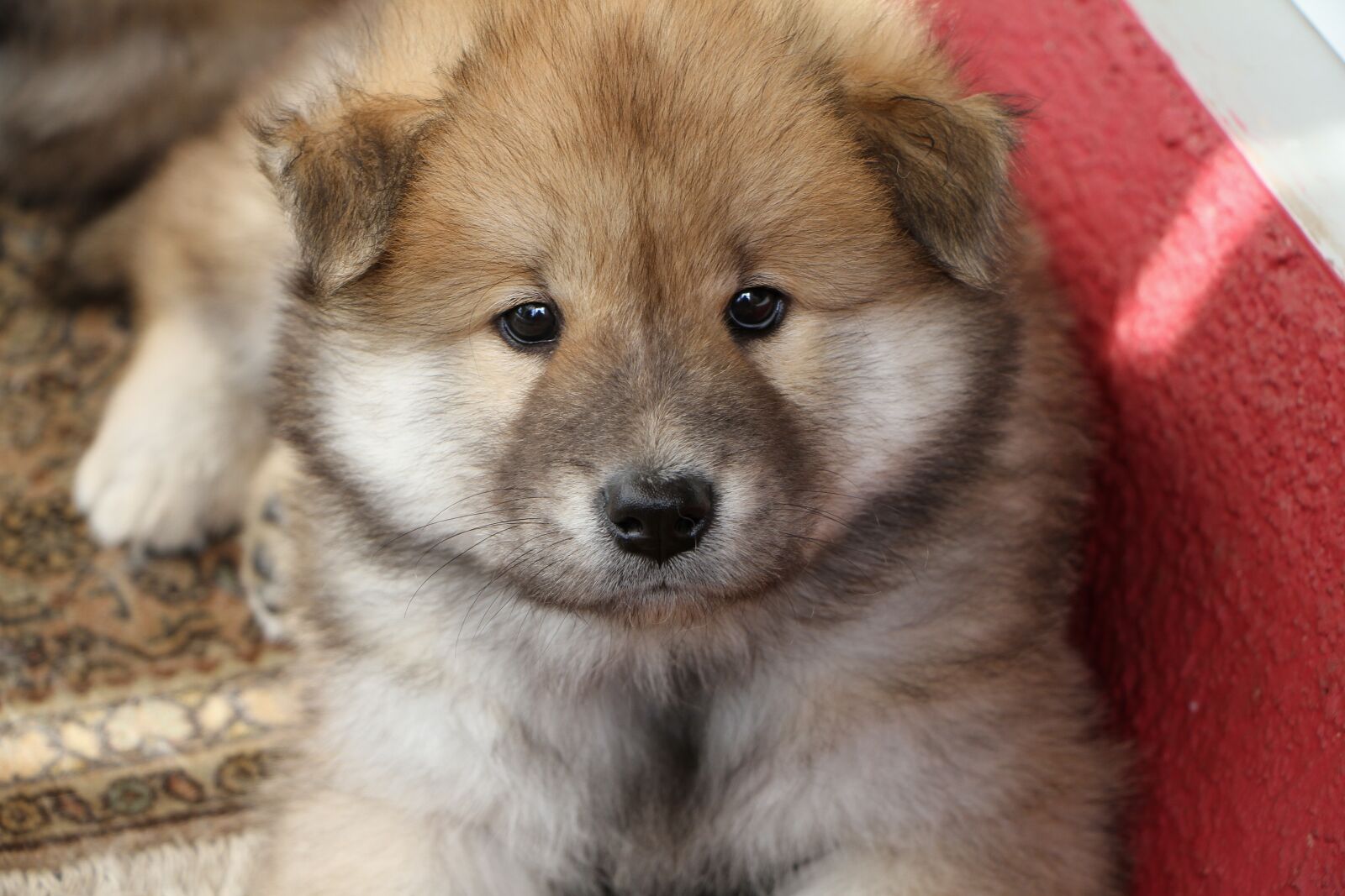 Canon EOS 7D sample photo. Puppy, eurasians, dog photography