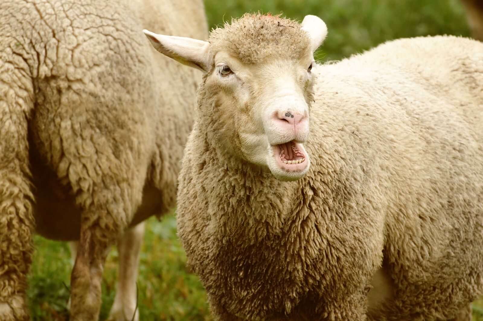 Nikon D3200 sample photo. Sheep, wool, animal photography