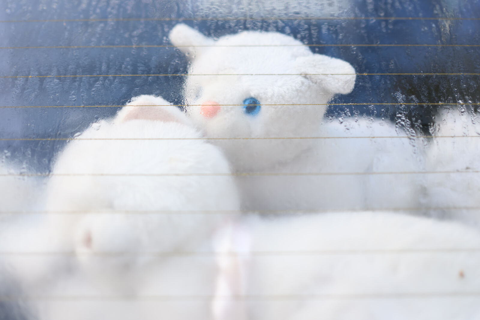 Nikon Z8 sample photo. Toys behind window photography