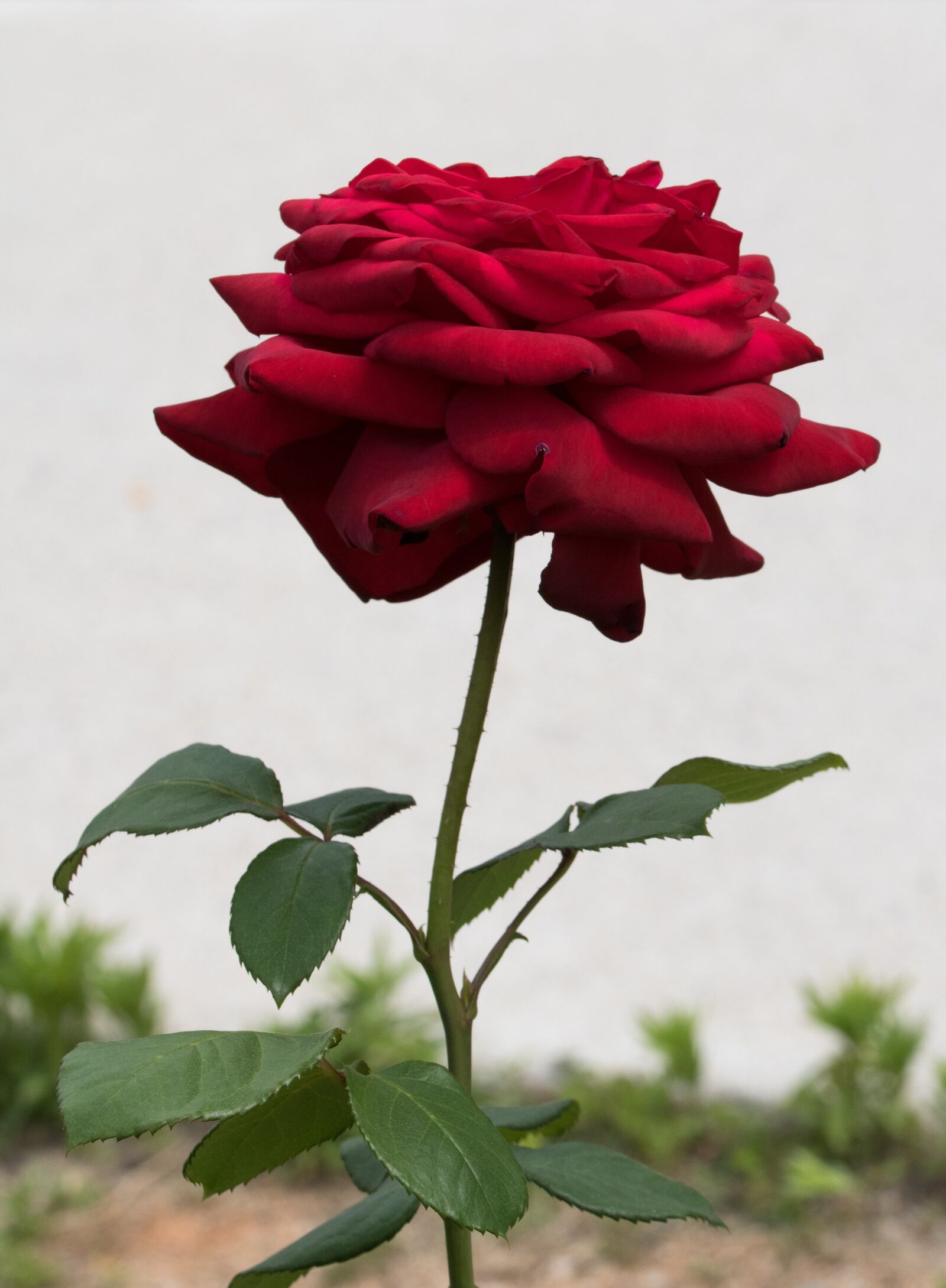 Canon EOS 750D (EOS Rebel T6i / EOS Kiss X8i) sample photo. Rose, flowers, nature photography