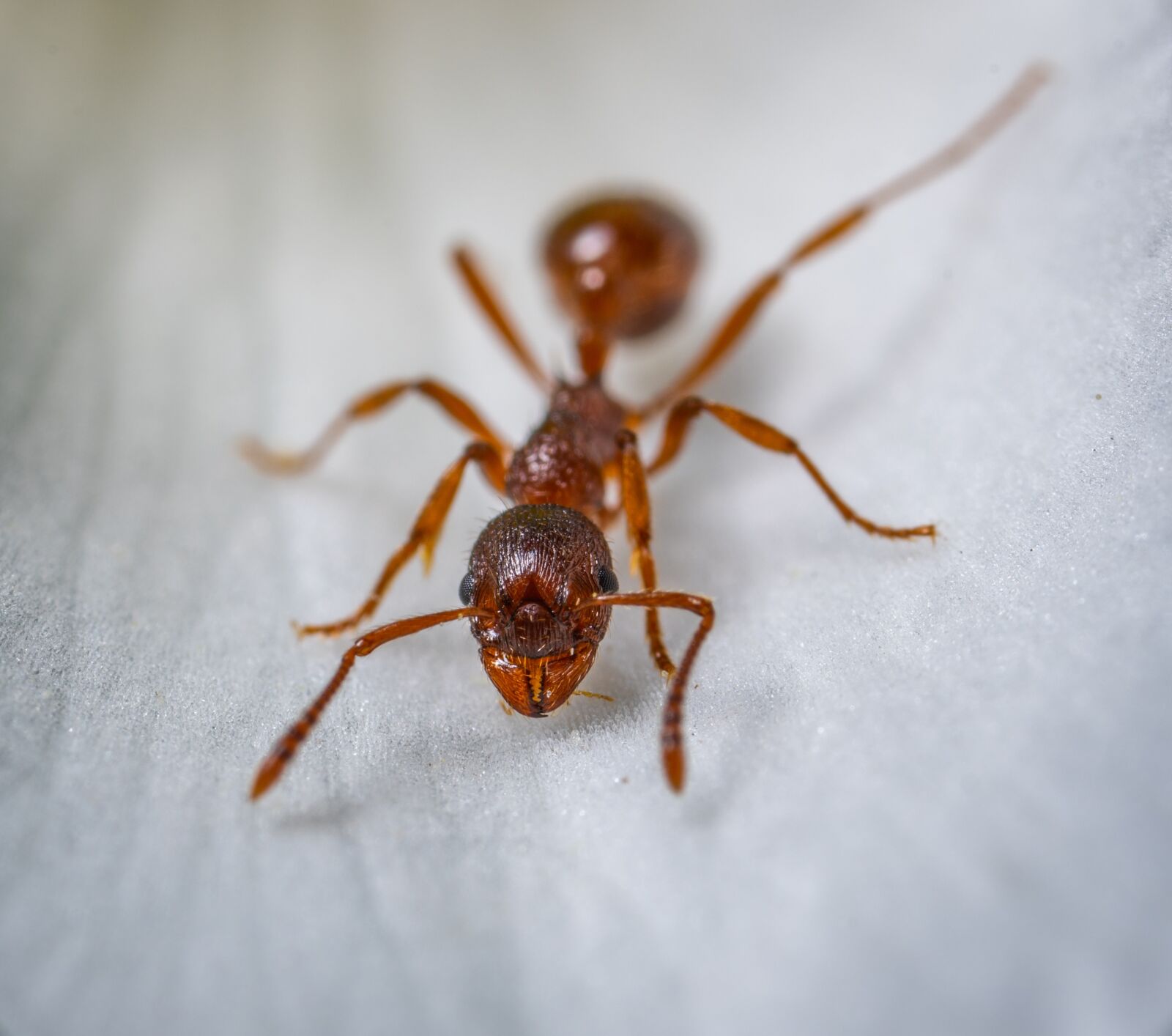 #124 65/2.8 sample photo. Insect, macro, ant photography