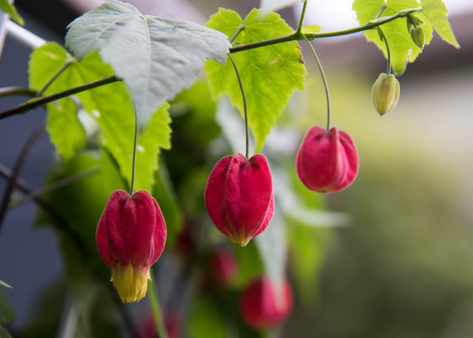 Nikon D810 sample photo. Flower lanterns on the photography