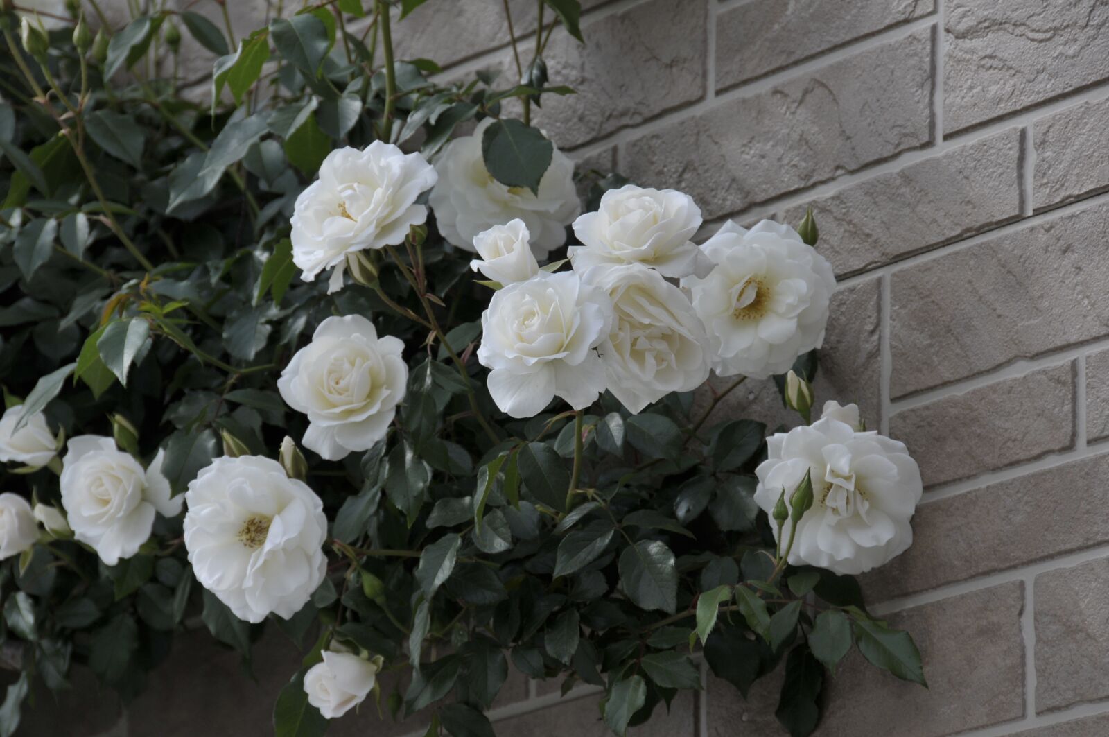 Nikon D300S sample photo. Rose, flower, love bloom photography