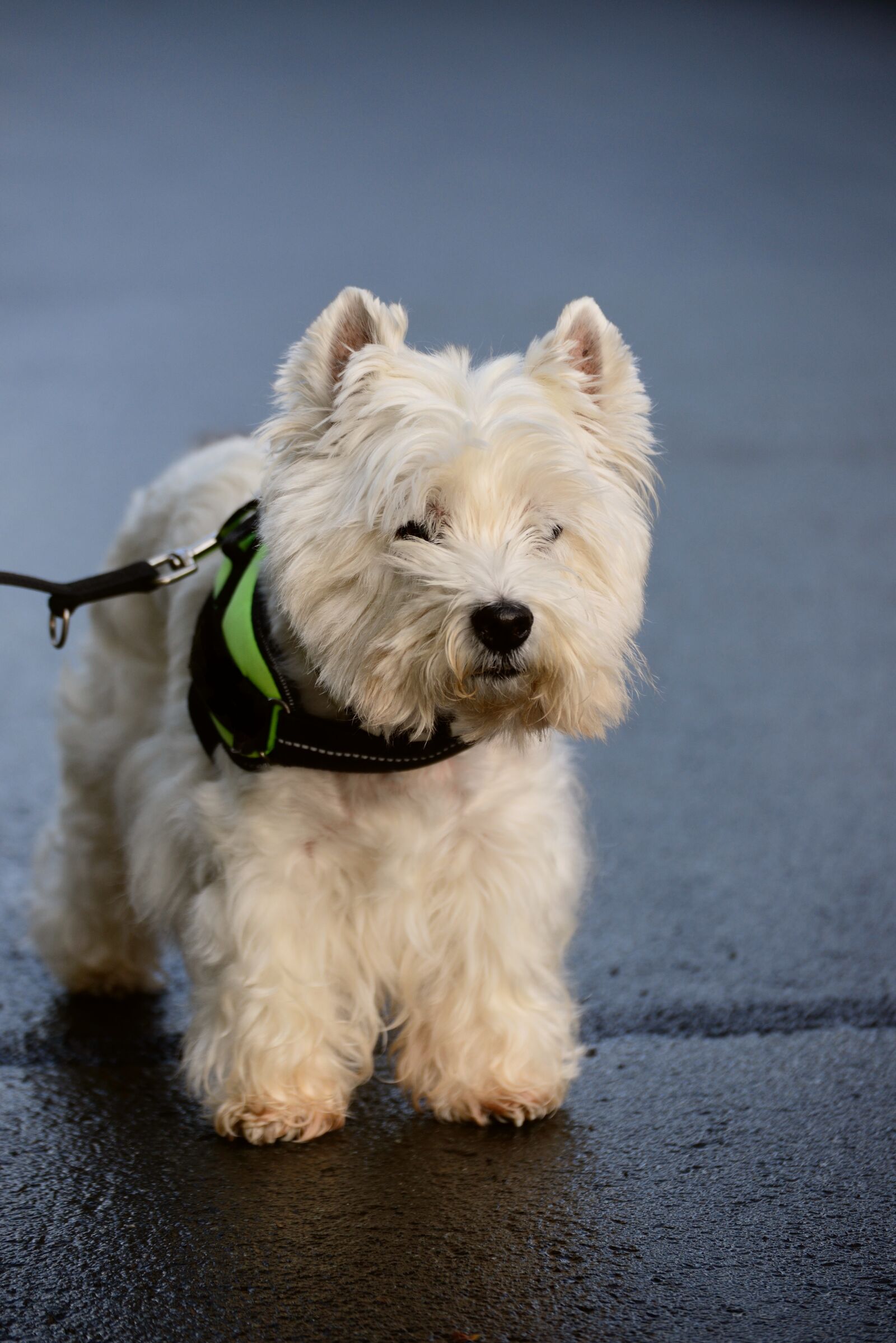 Nikon D610 sample photo. Terrier, west highland terrier photography