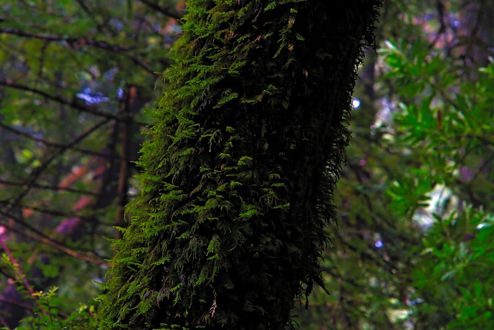 Sony FE 24-240mm F3.5-6.3 OSS sample photo. Moss, forest, green photography