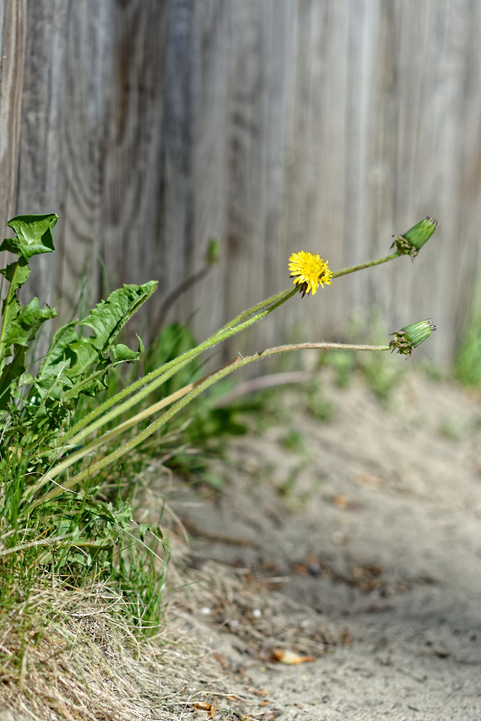 Nikon D5200 sample photo. Dandelion, sonchus oleraceus, bad photography