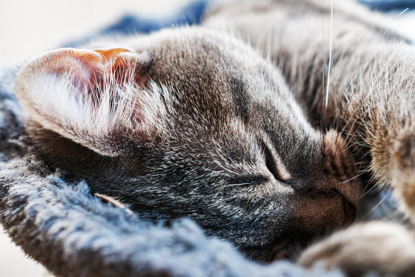 Nikon D300S sample photo. Cat, close up, macro photography