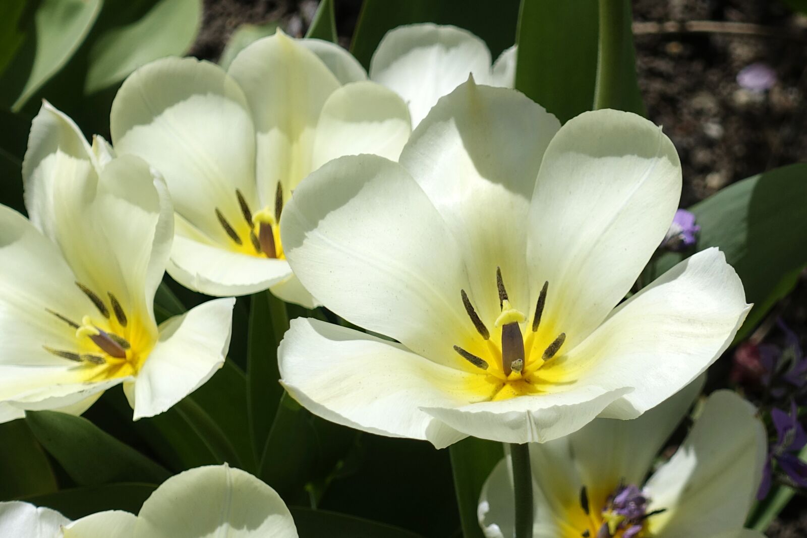 Sony Cyber-shot DSC-RX100 IV sample photo. Tulip, blossom, bloom photography