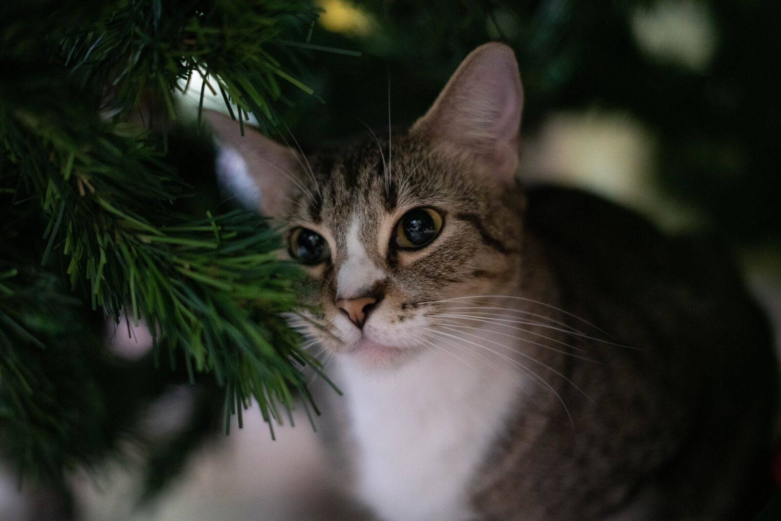 Sony FE 50mm F1.8 sample photo. Cat, kitten, christmas photography
