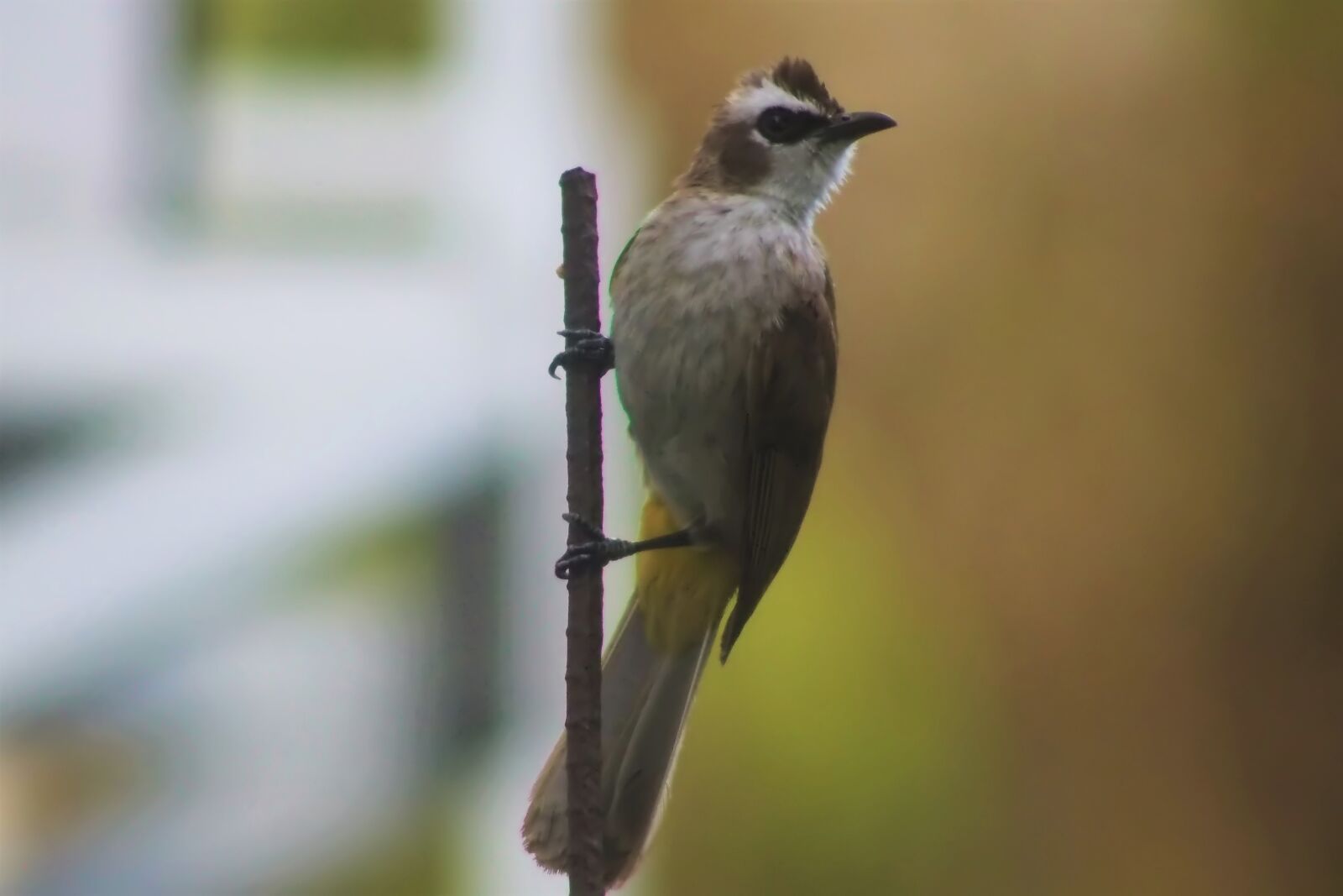 Tokina SD 400mm f/5.6 sample photo. Bird, wild, wildlife photography