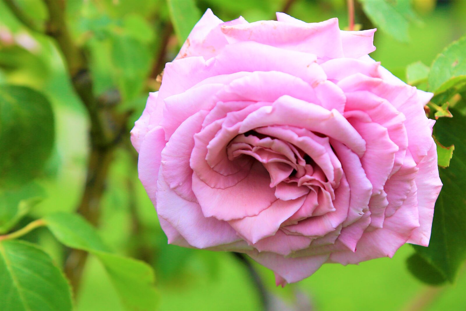 Canon EF 24-105mm F4L IS USM sample photo. Rose, spring, nature photography