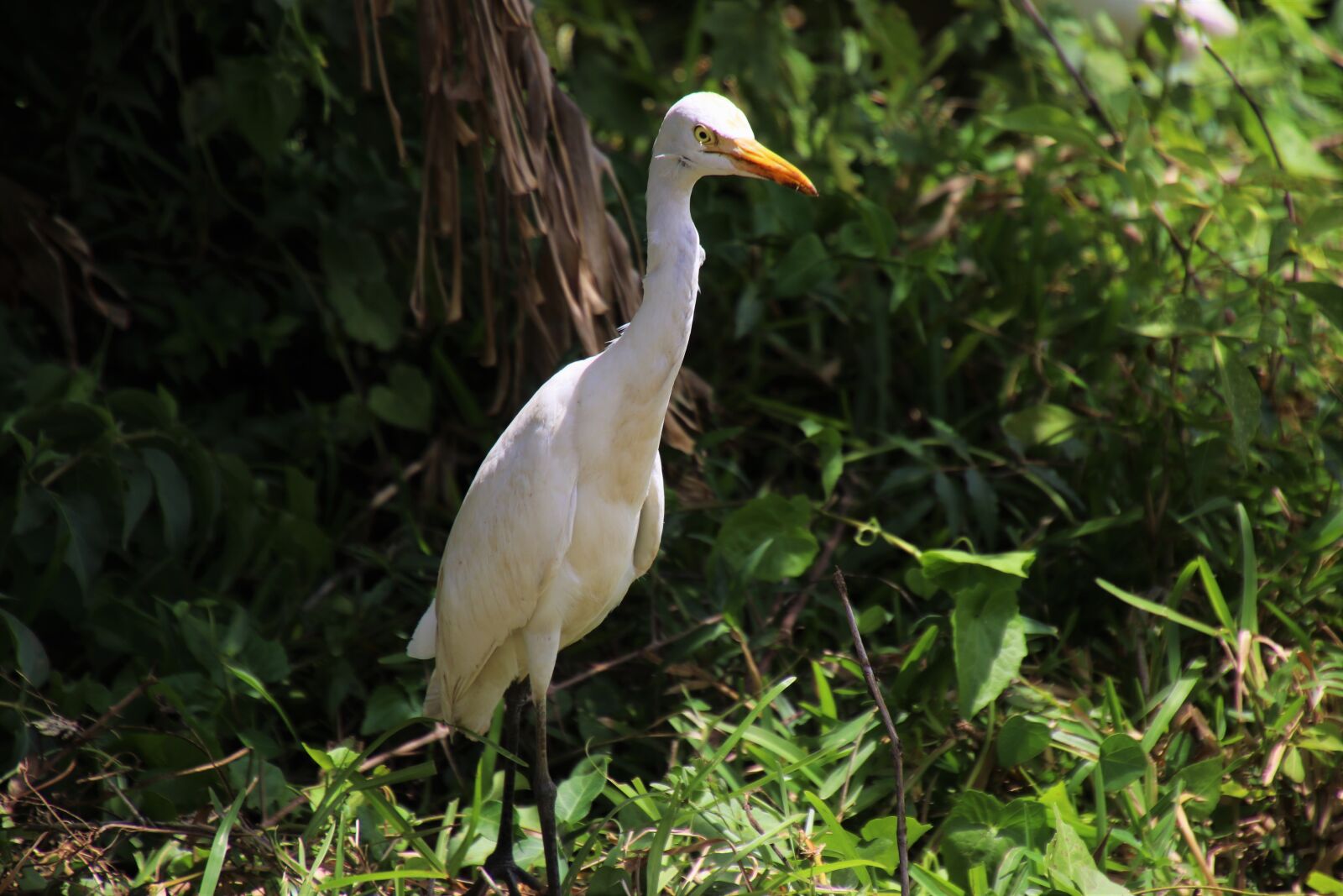 Canon EOS 80D sample photo. Heron, bird, exotic photography