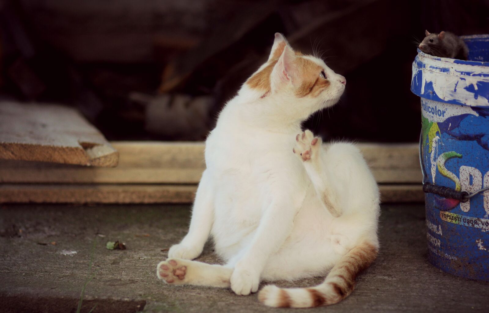 Canon EOS 700D (EOS Rebel T5i / EOS Kiss X7i) + Canon EF 85mm F1.8 USM sample photo. Cat, mouse, awe photography