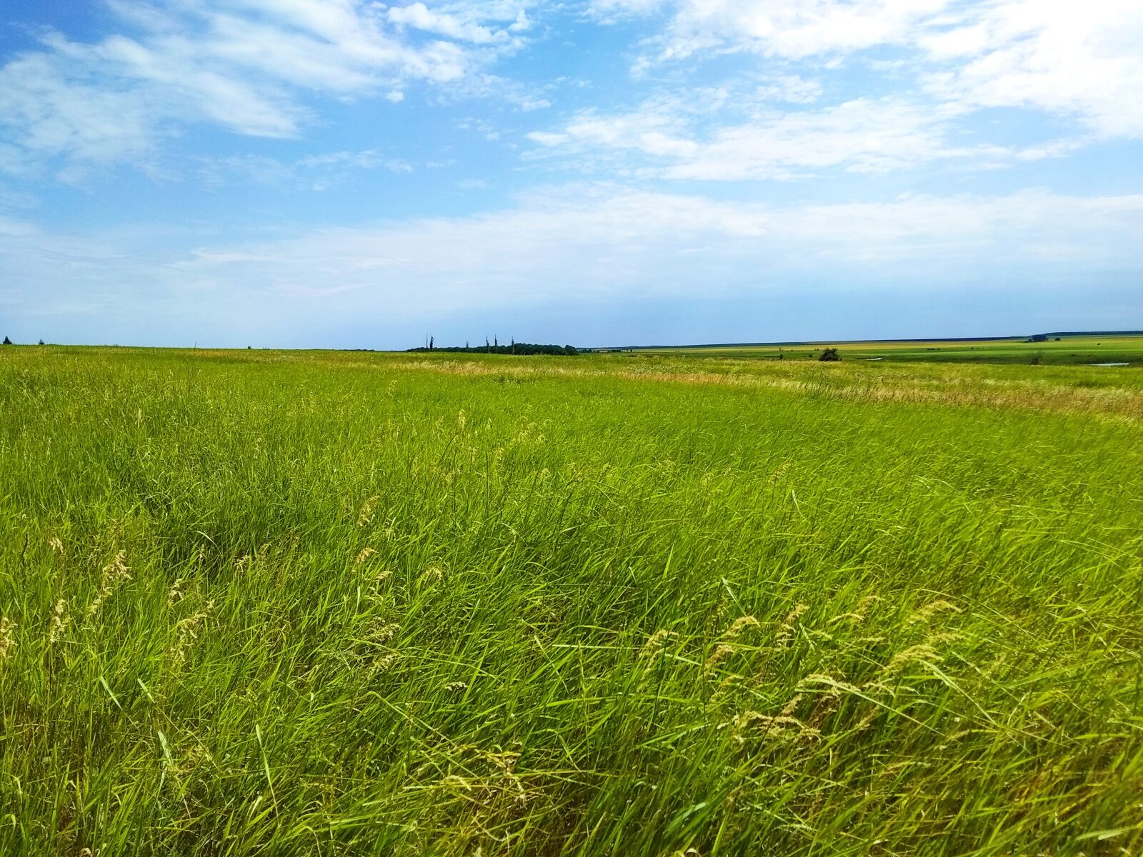 Xiaomi Redmi Note 5A sample photo. Grass, summer, sky photography