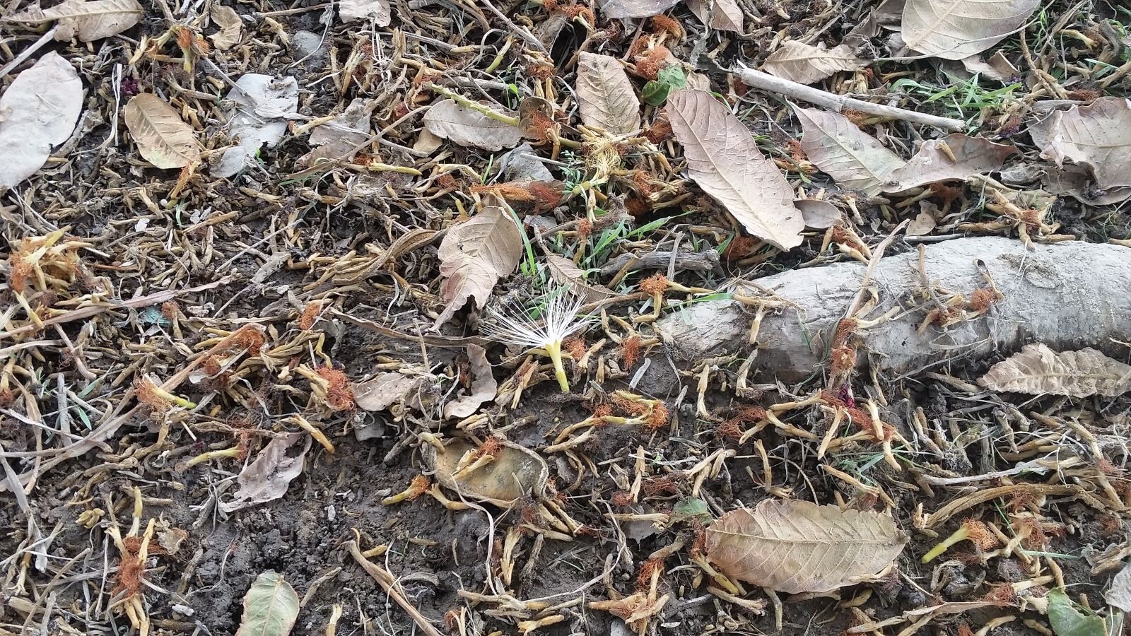 Samsung Galaxy S5 sample photo. Flower, leaves, garden photography