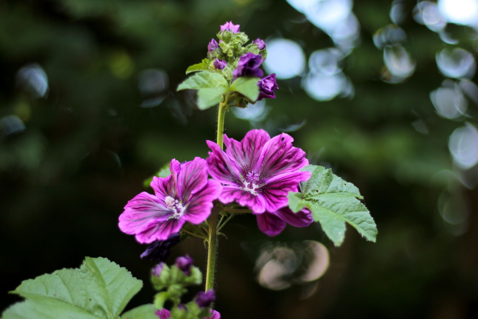 Canon EOS 600D (Rebel EOS T3i / EOS Kiss X5) sample photo. Malva bibir felho, boemen photography