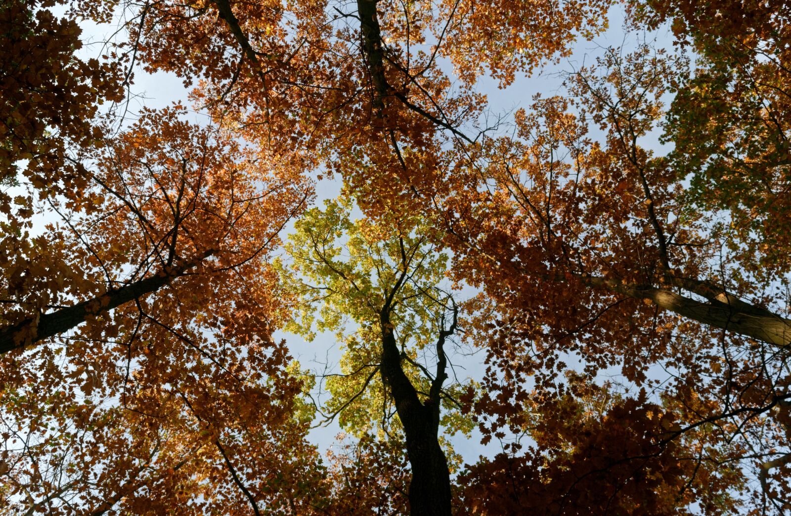 Nikon D3100 sample photo. Trees, top, forest photography