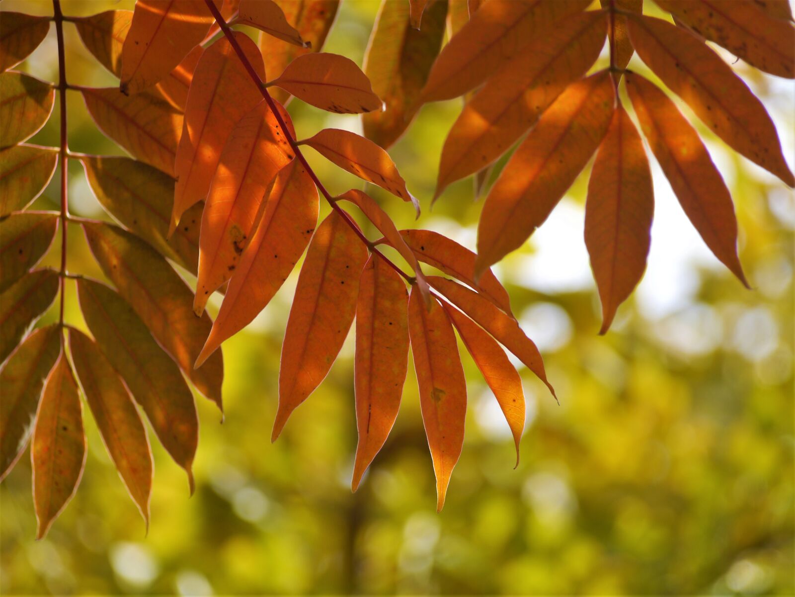 Panasonic Lumix DMC-GX1 sample photo. Yellow leaves, autumnal leaves photography