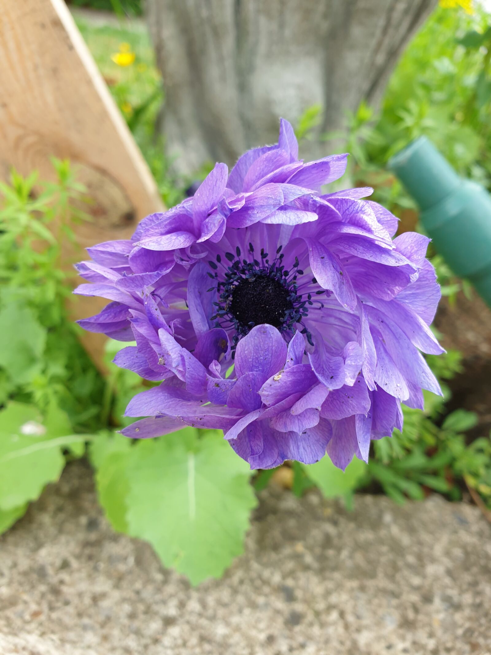 Samsung Galaxy S9 sample photo. Purple, cornflower, flower photography