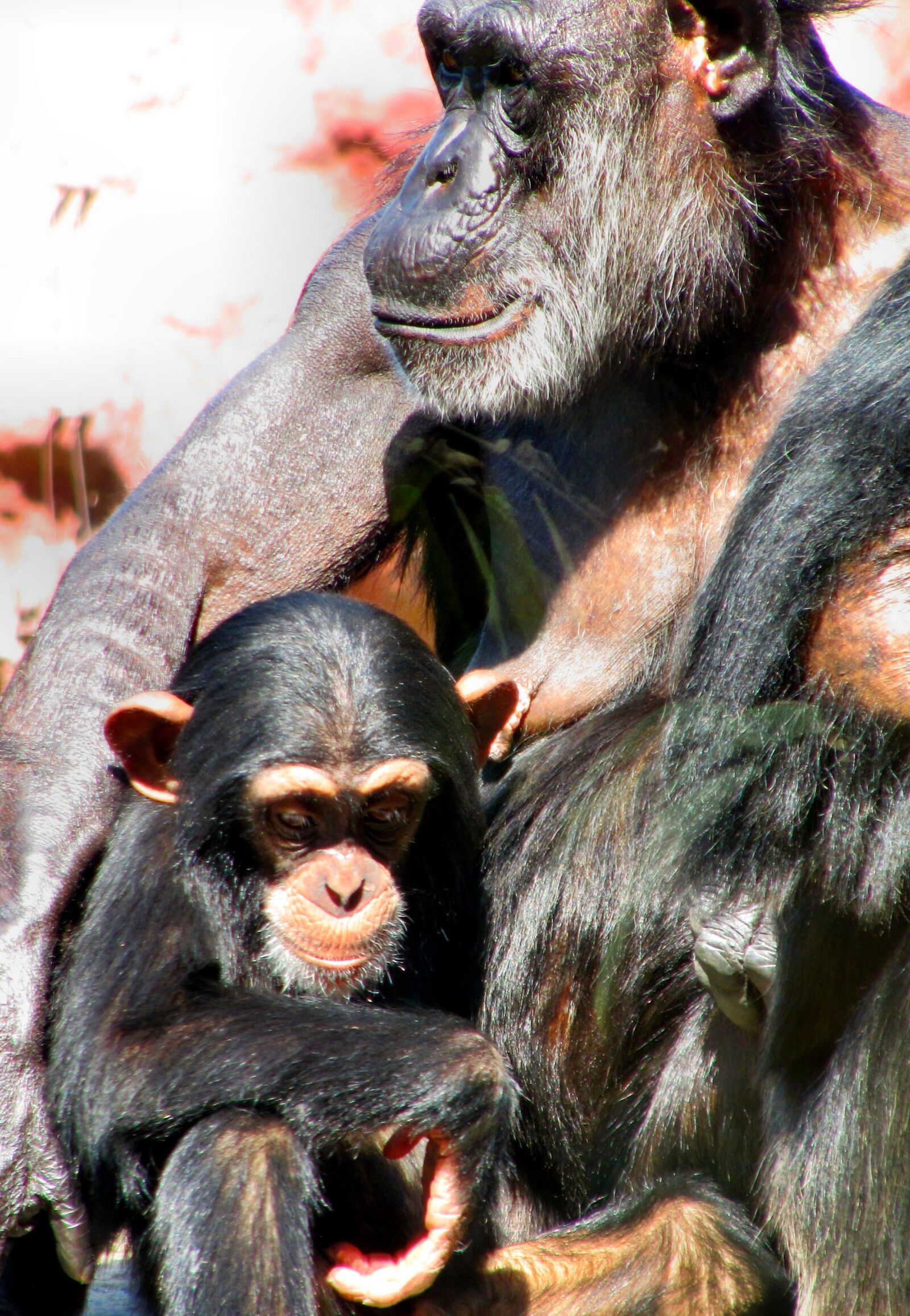 Canon PowerShot SX200 IS sample photo. Nature, animal world, ape photography