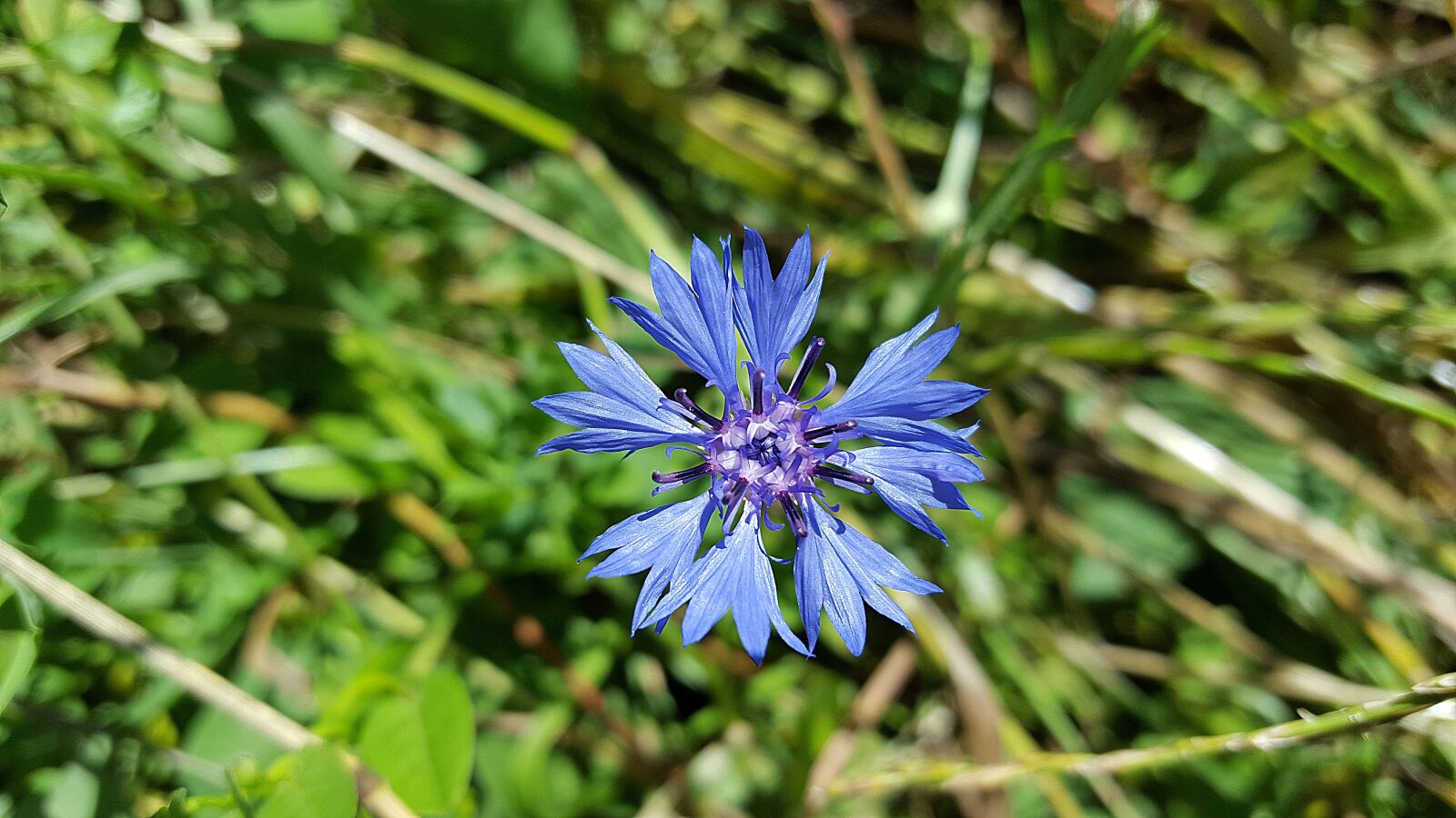 Samsung Galaxy S6 sample photo. Cornflower, cornflower blue, asteraceae photography