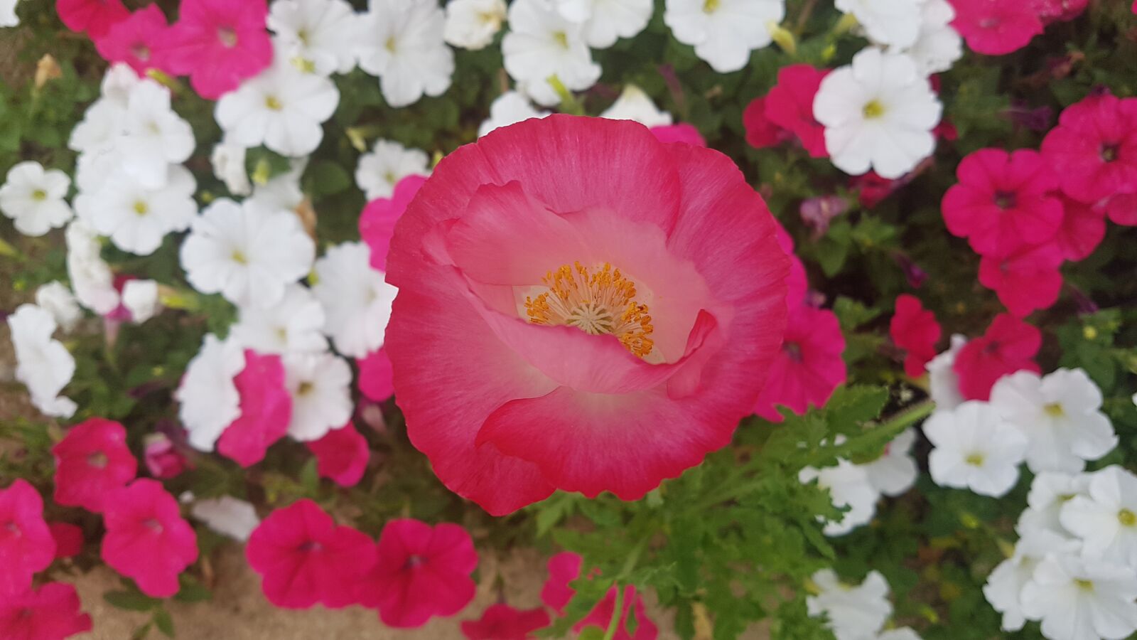 Samsung Galaxy S7 sample photo. Pink petals, pink, flower photography