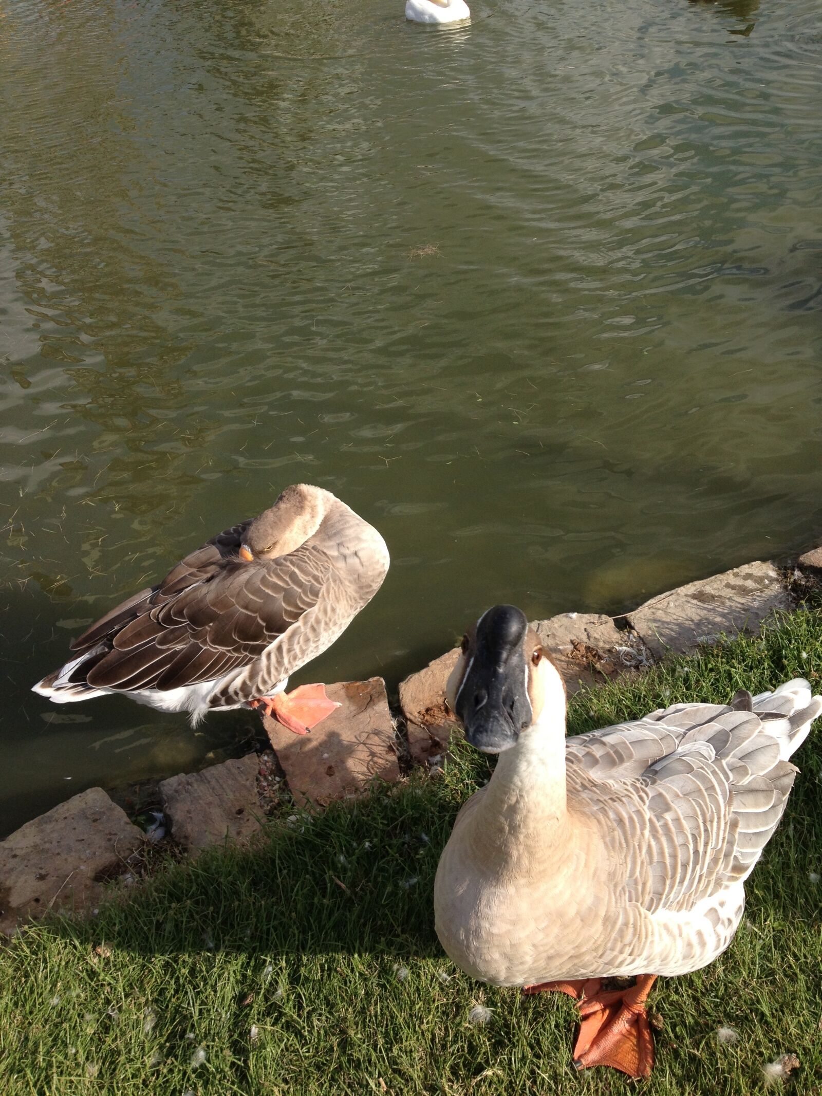 Apple iPhone 4S sample photo. Goose, nature, geese photography