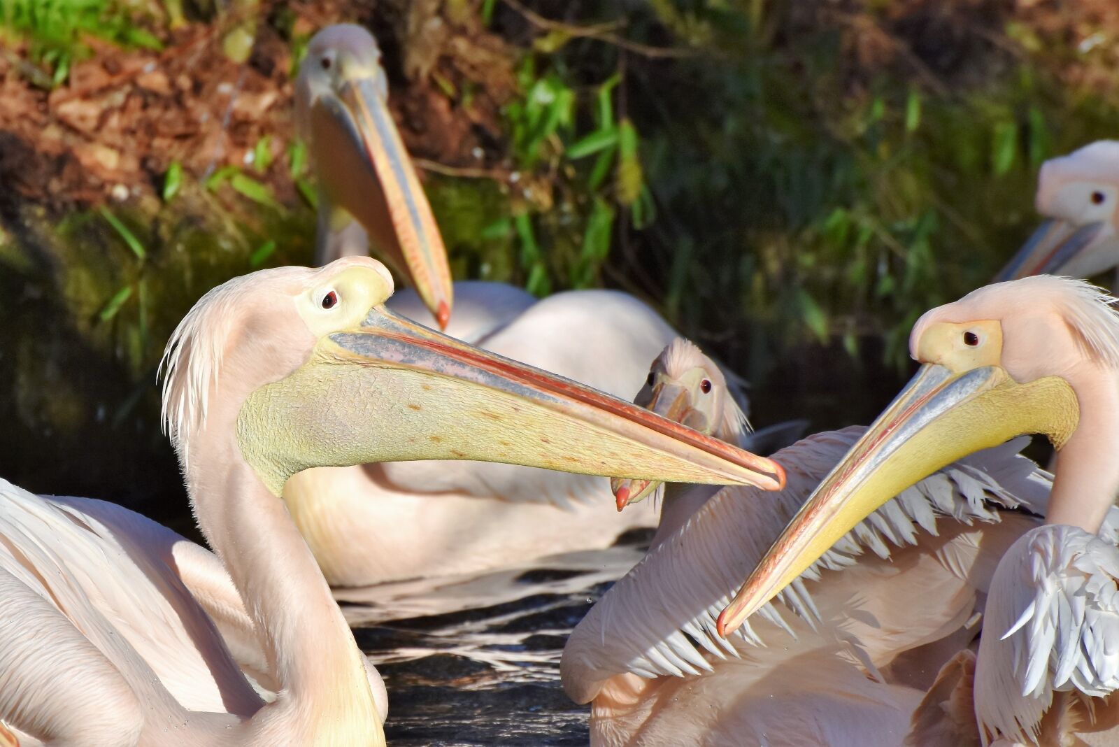 Nikon D7200 sample photo. Pelikan, water bird, pink photography