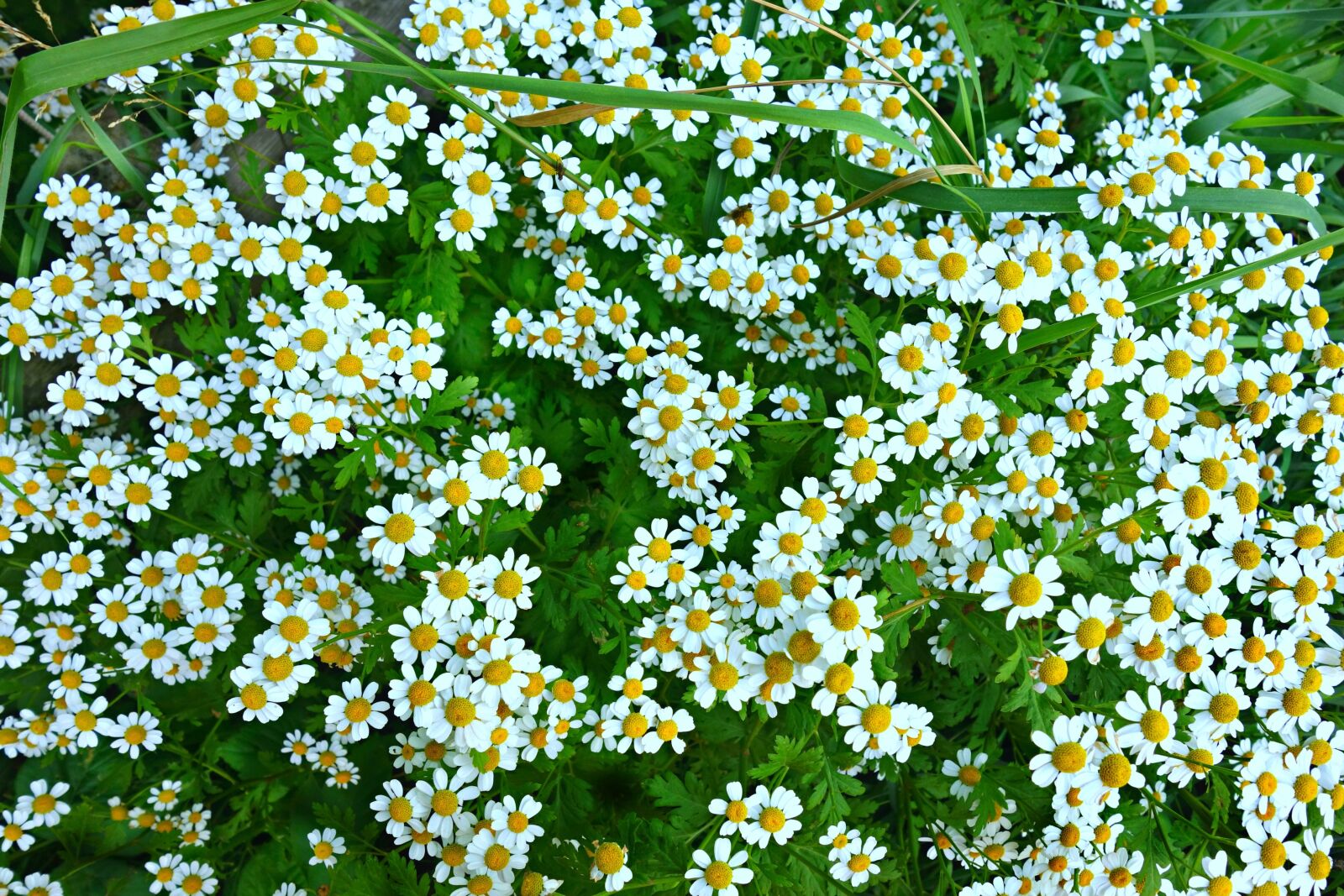 Sony Cyber-shot DSC-RX100 sample photo. Daisy, ox eye daisy photography