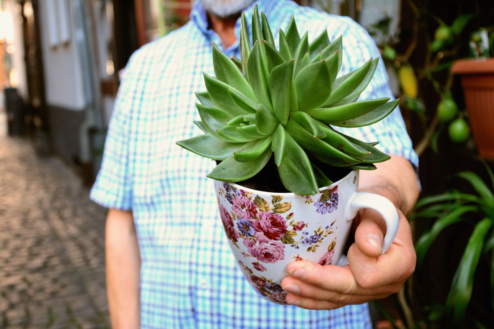 Nikon D5200 sample photo. Succulent, plant, rosette photography