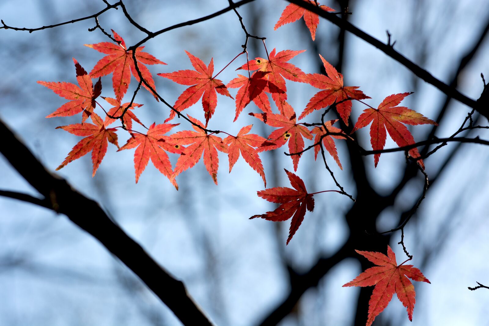 Nikon D7100 sample photo. Kyoto, red leaves, desktop photography