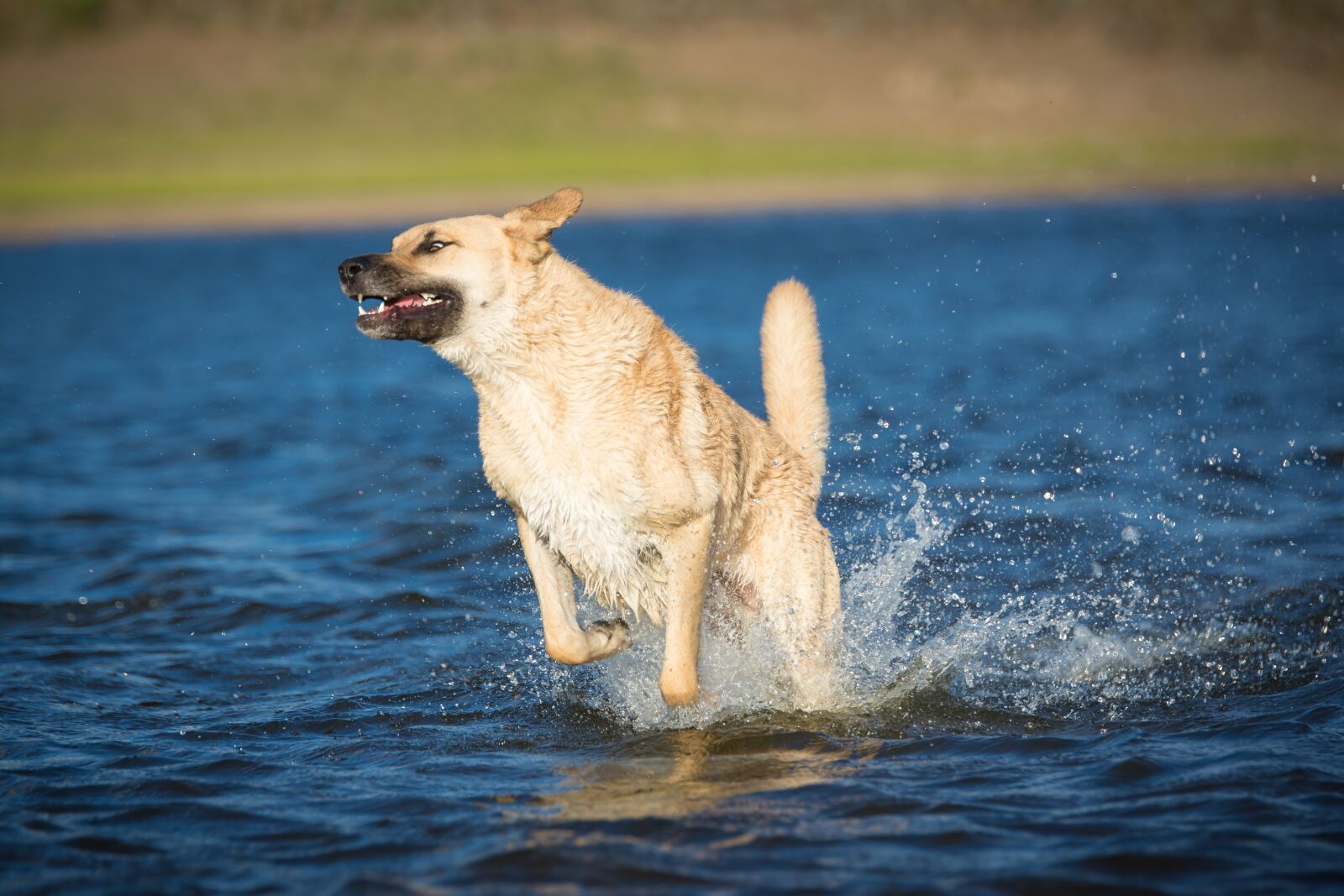 Tamron SP 70-200mm F2.8 Di VC USD sample photo. Dog, water, race photography