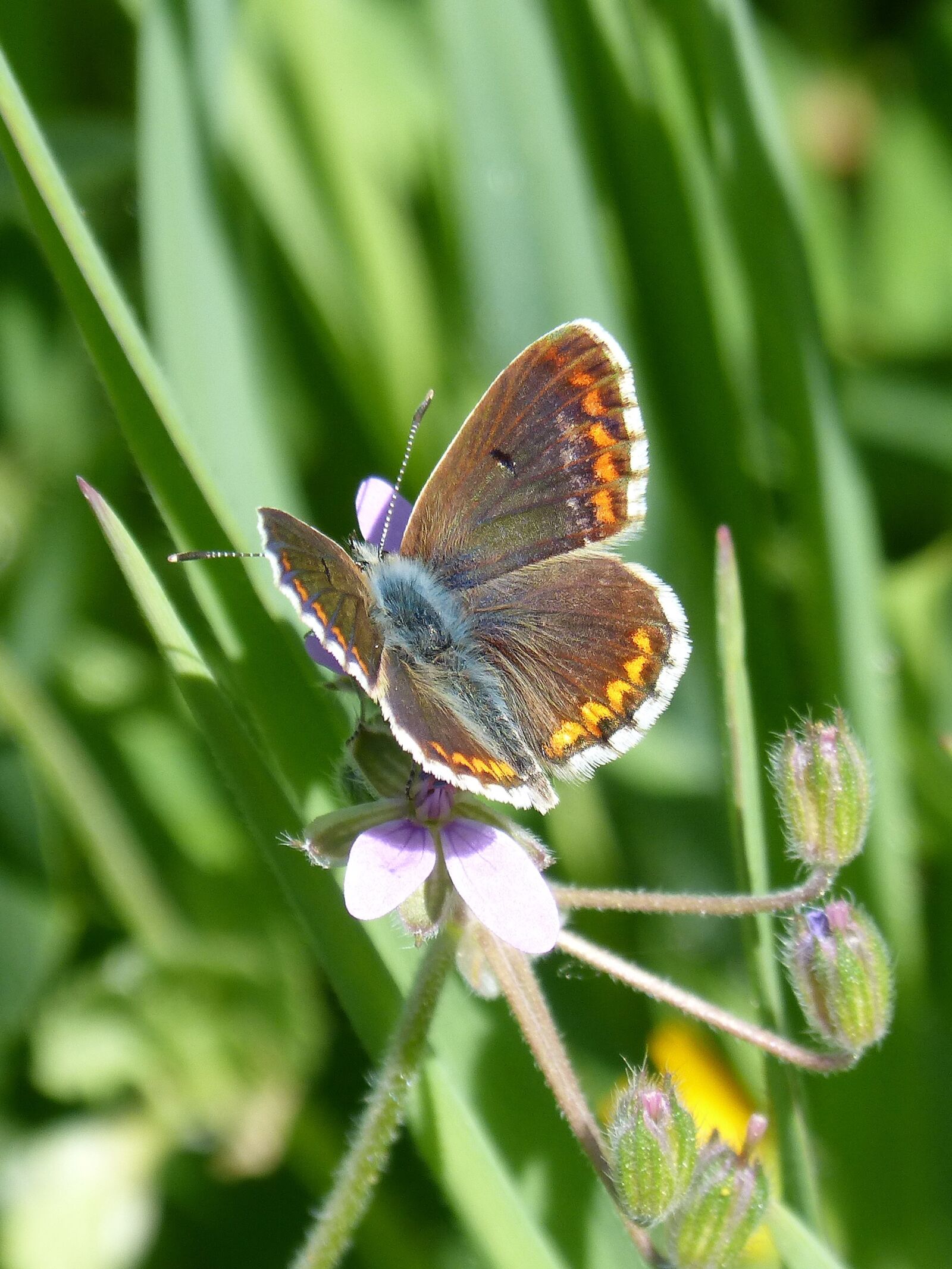 Panasonic DMC-FZ62 sample photo. Butterfly, aricia cramera, brunette photography