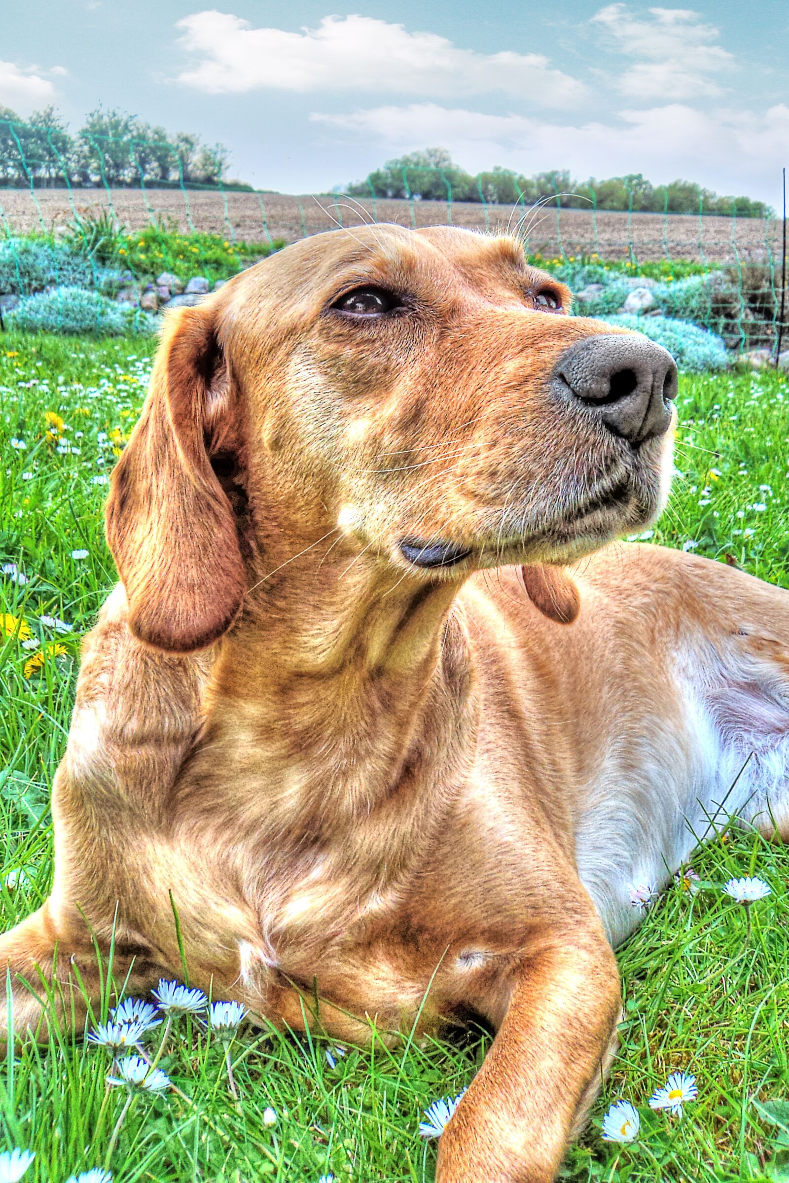 Sony Cyber-shot DSC-W310 sample photo. Dog, labrador, hdr photography