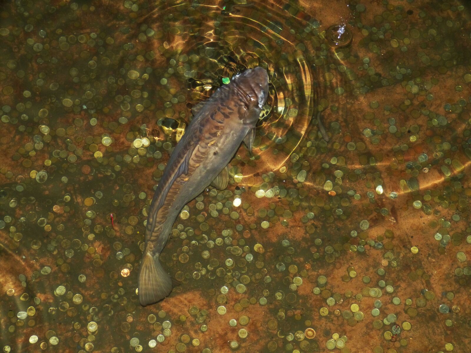 Panasonic Lumix DMC-FZ150 sample photo. Istanbul, fish, pond photography