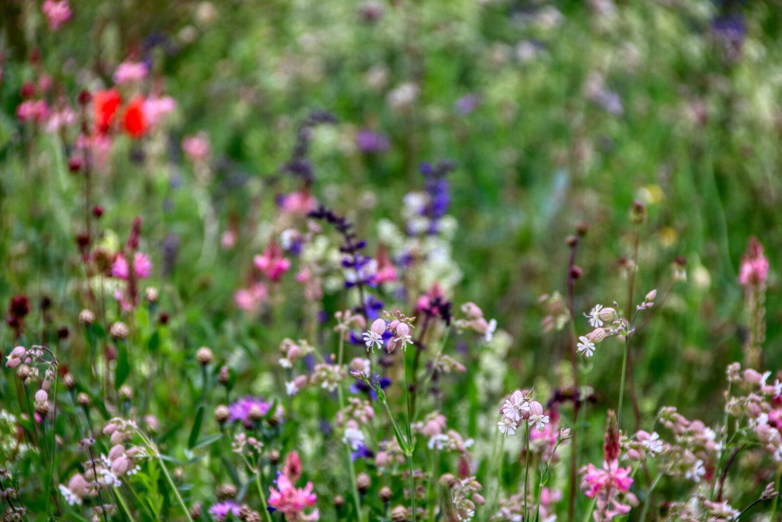 Canon EOS 80D sample photo. Flower meadow, meadow, petals photography