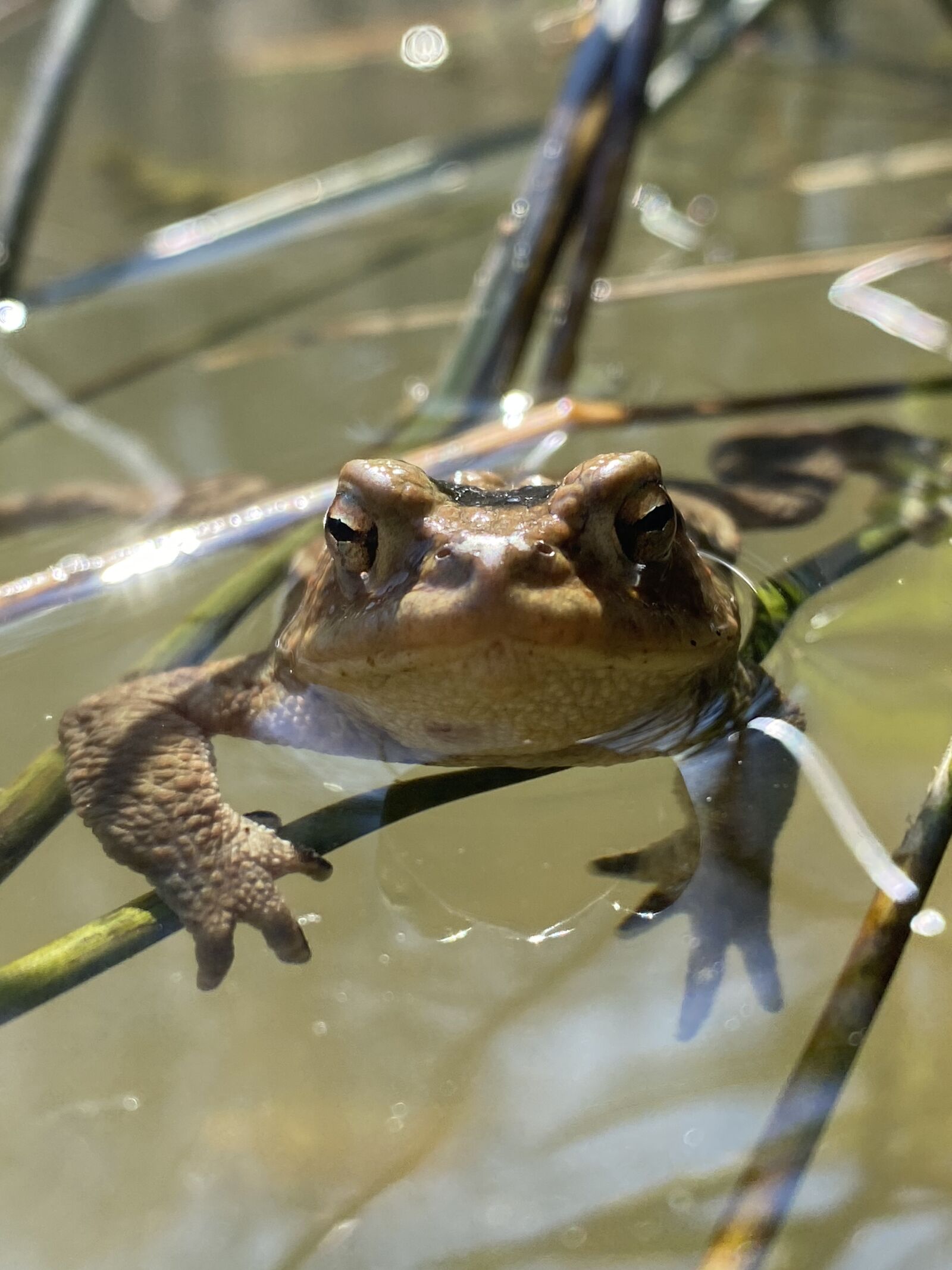 Apple iPhone 11 Pro sample photo. Toad, pond, water photography