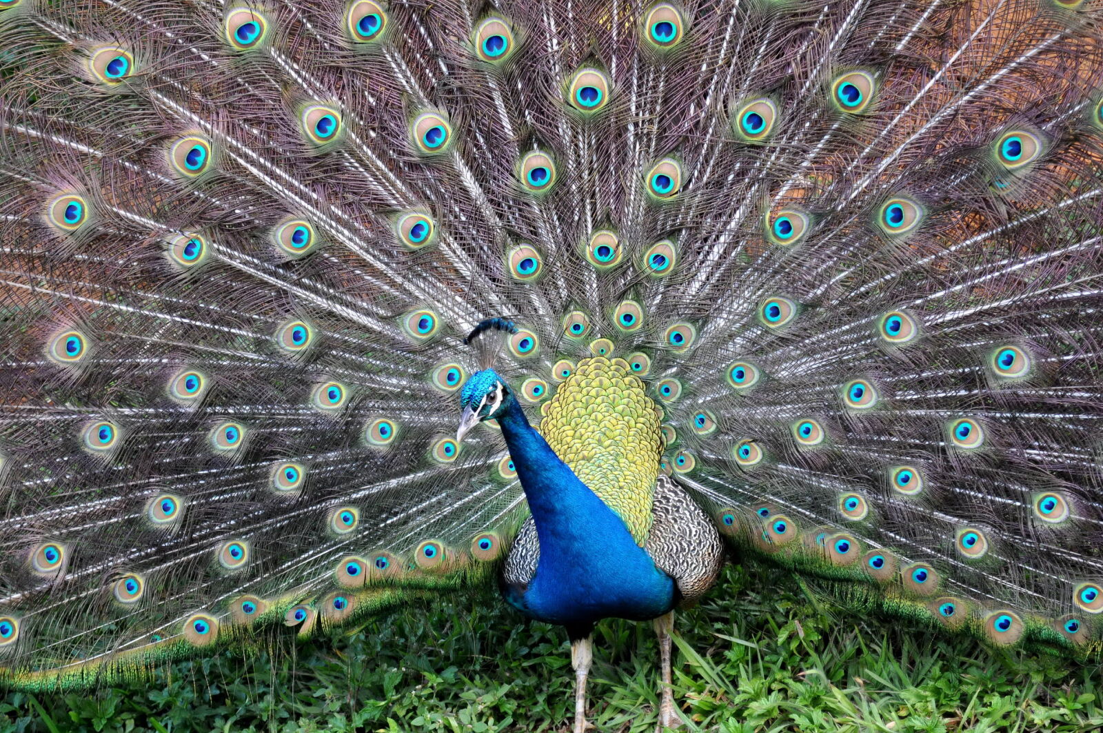 Nikon D5000 sample photo. Peacock, bird, male, colorful photography