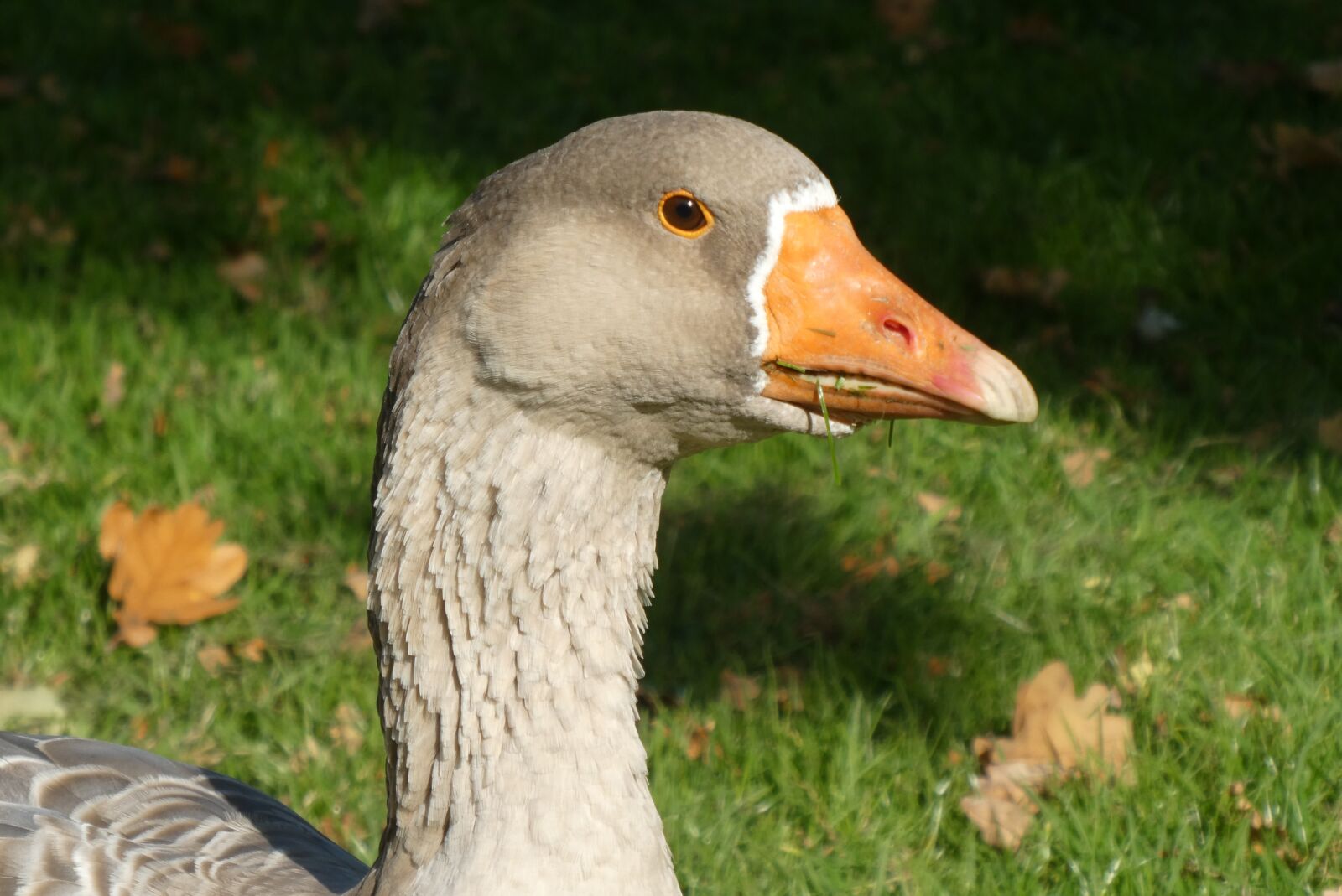 Panasonic Lumix DC-ZS70 (Lumix DC-TZ90) sample photo. Goose, beak, food photography
