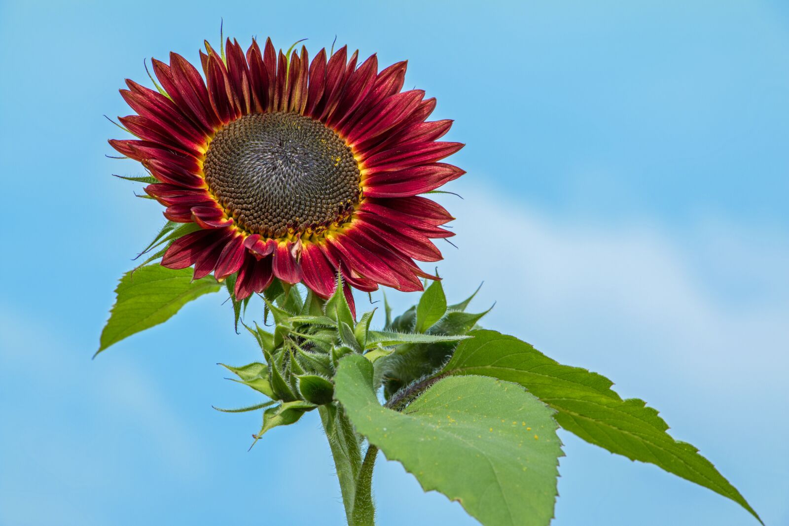 Canon EOS 70D sample photo. Sunflower, red, flower photography