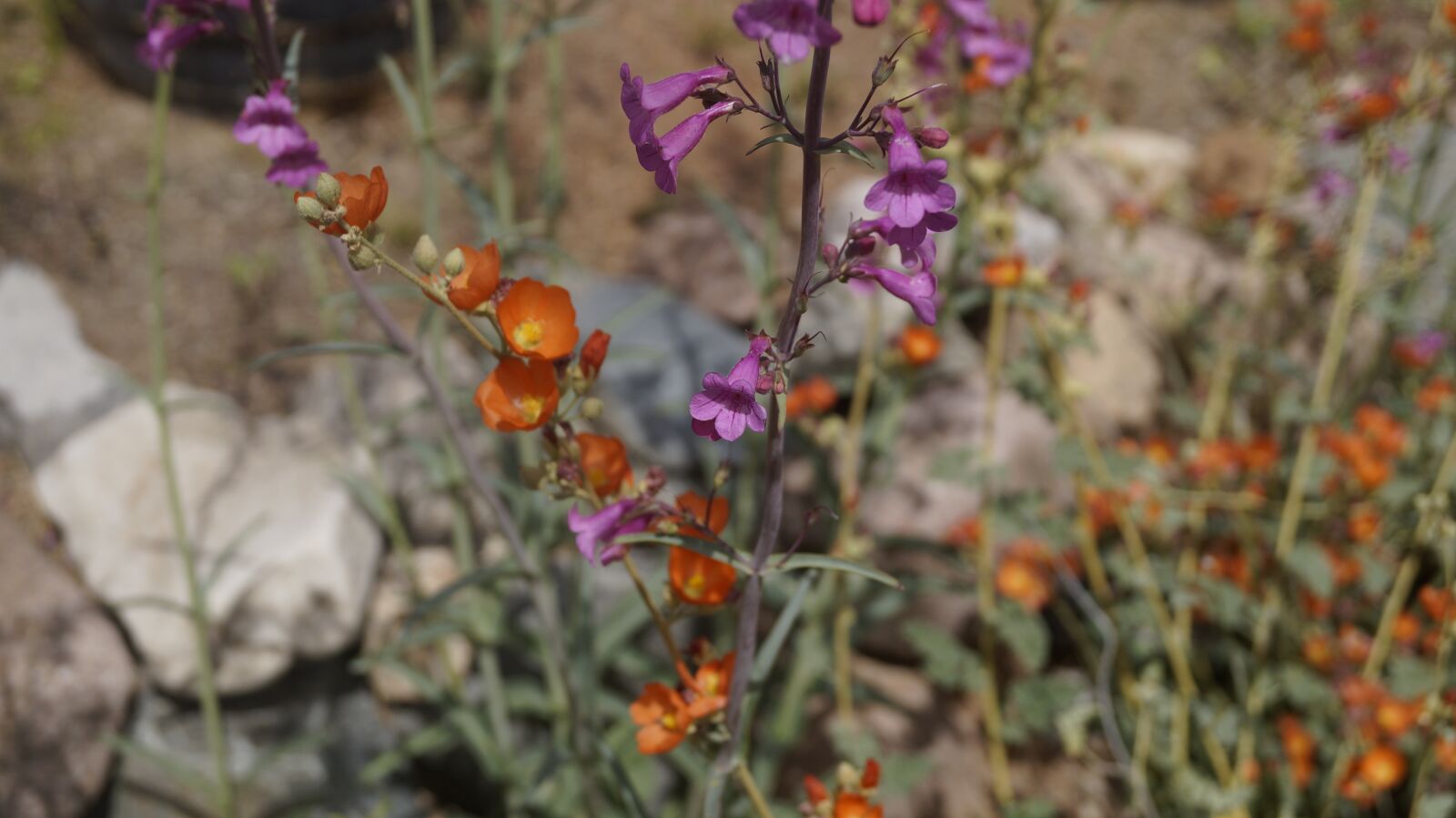 Sony SLT-A57 sample photo. Orange, purple, flower photography