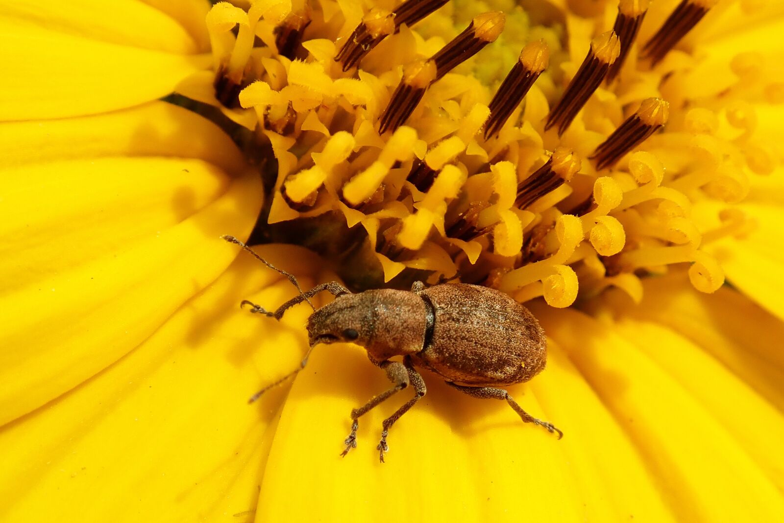 Olympus TG-5 sample photo. Insect, weevil, flower photography