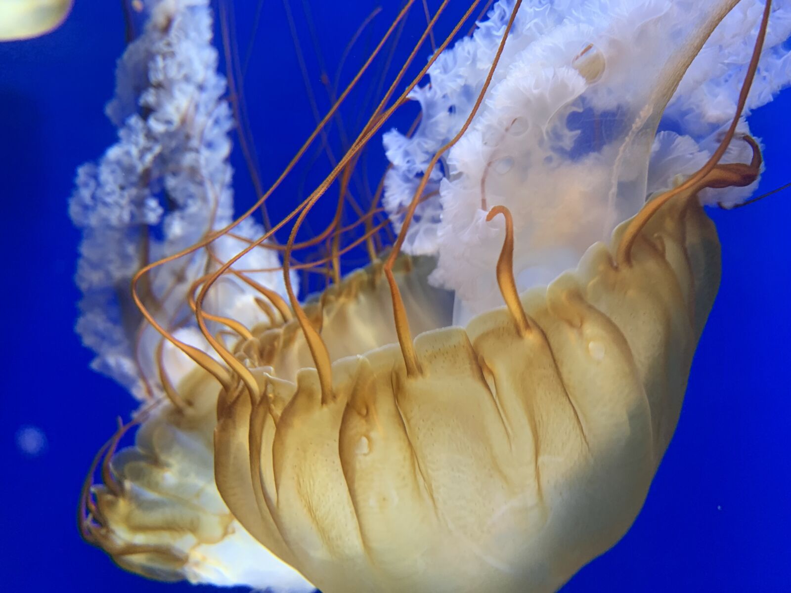 Apple iPhone XR sample photo. Jellyfish, invertebrates, marine animals photography